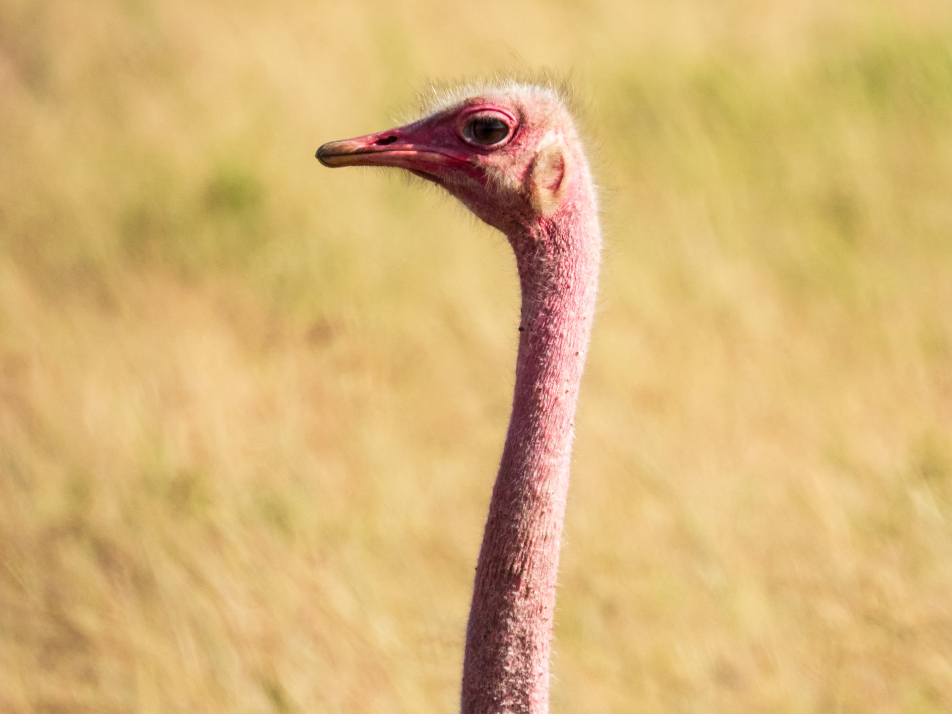 Common Ostrich, Melting Bush Camp