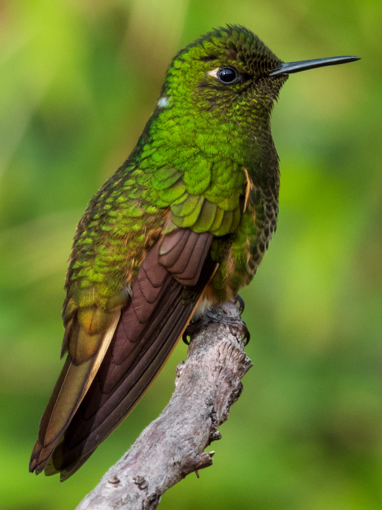 Buff-tailed Coronet, Reserva Mirador El Roble