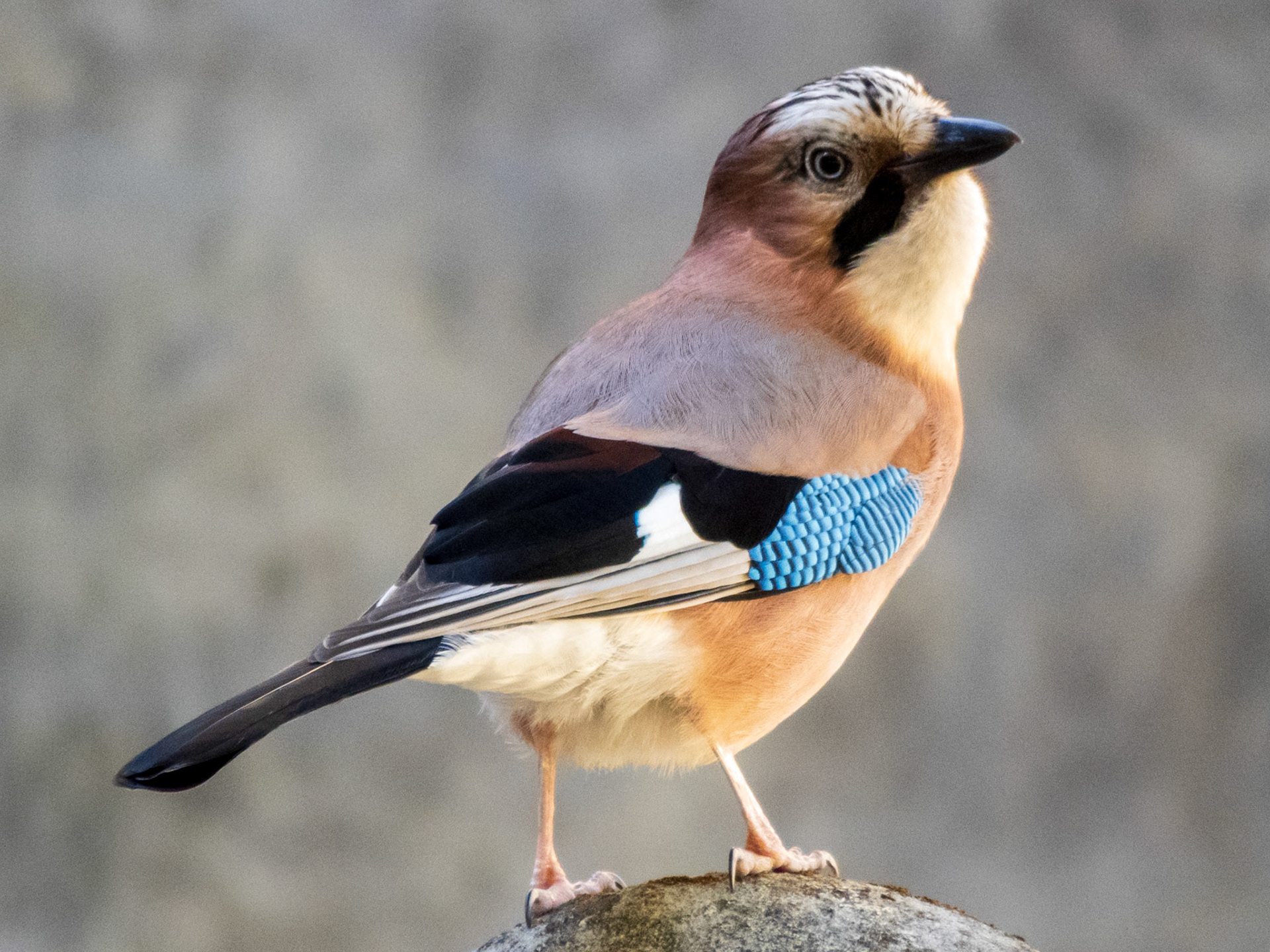Eurasian Jay, Paris