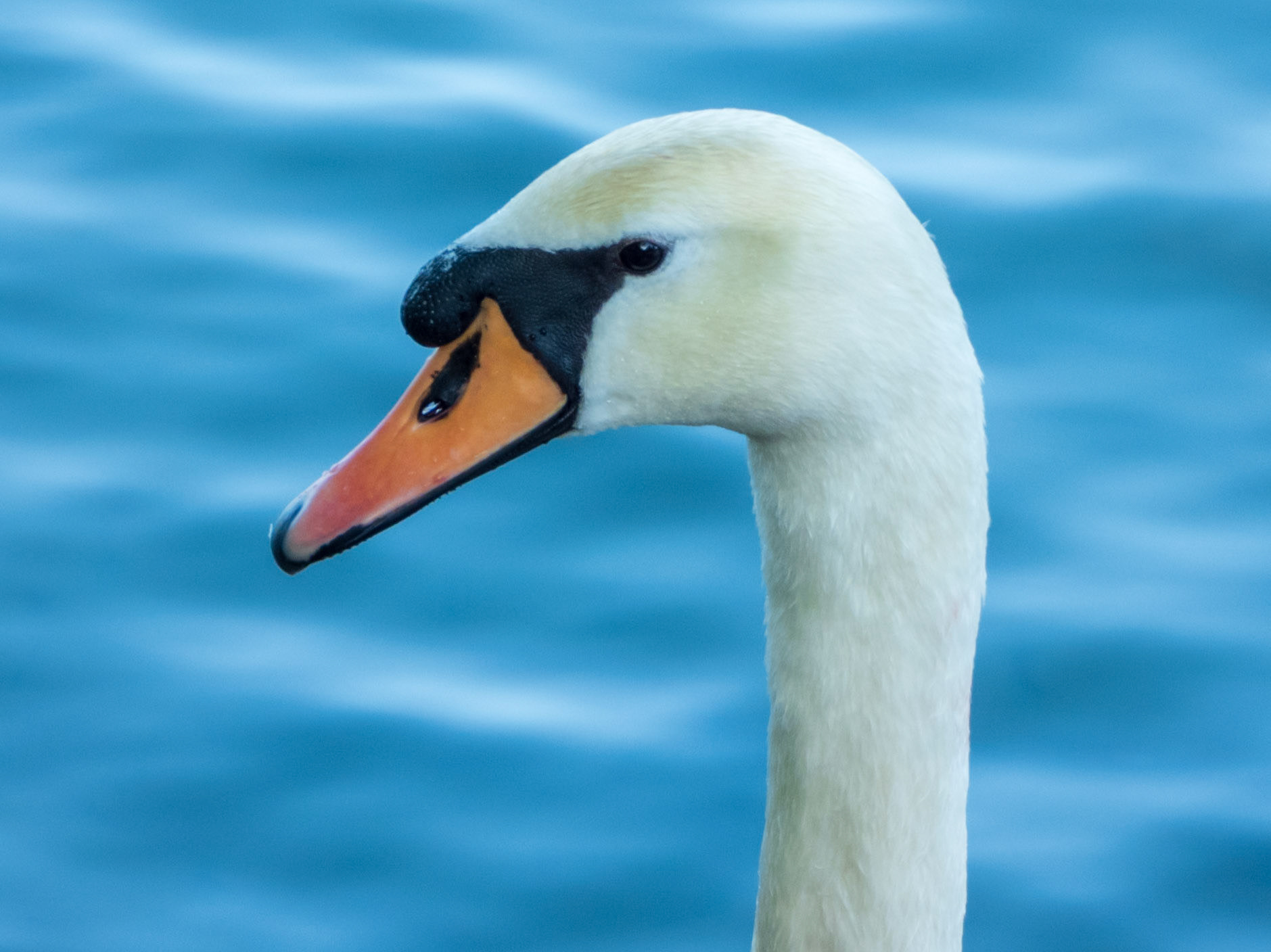 Mute Swan, Bois de Boulogne