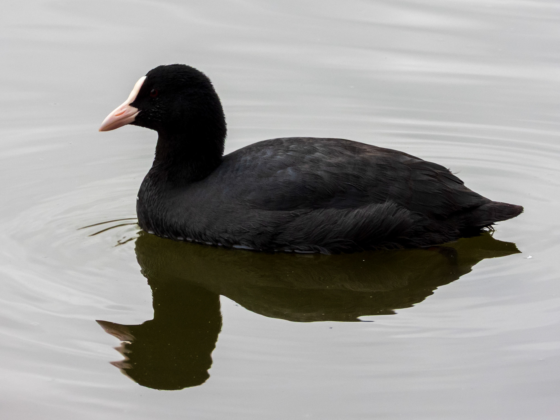 Eurasian Coot, Parc départemental du Sausset