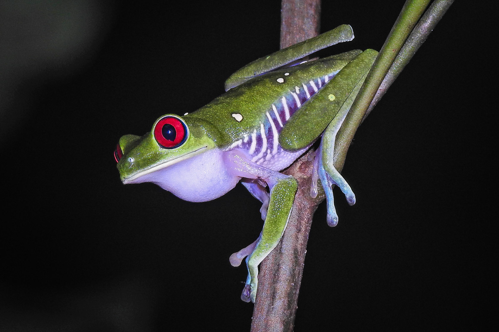 Unknown Anphibian, Danta Corcovado Lodge