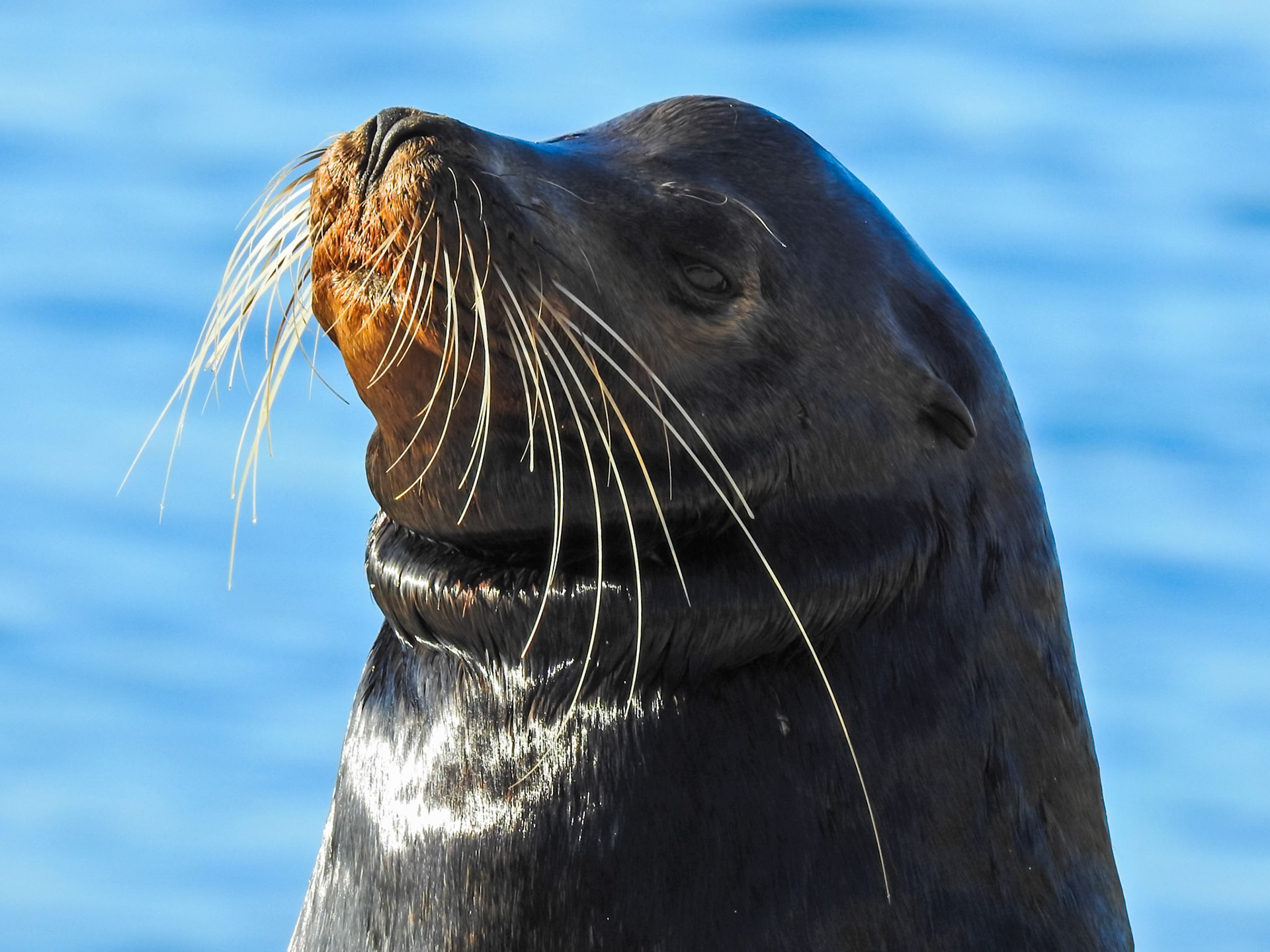 Galápagos Sea Lion, Isla San Cristóbal