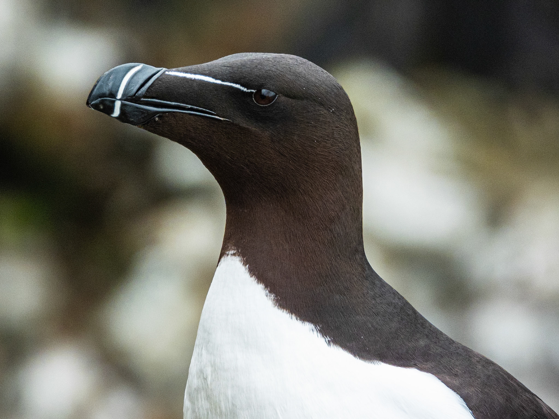 Razorbill, South Stack RSPB Reserve
