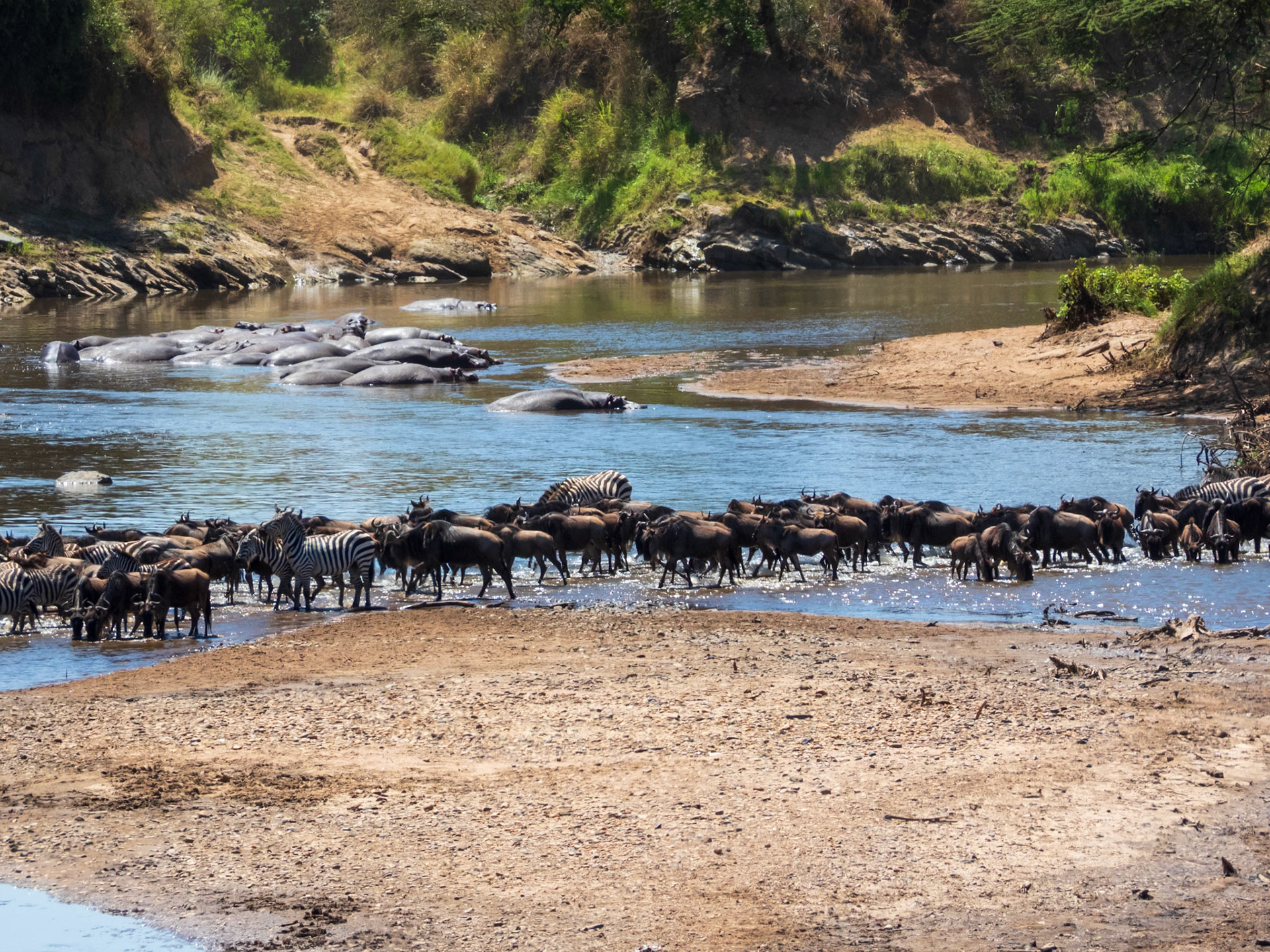 Common Wildebeest, Melting Bush Camp