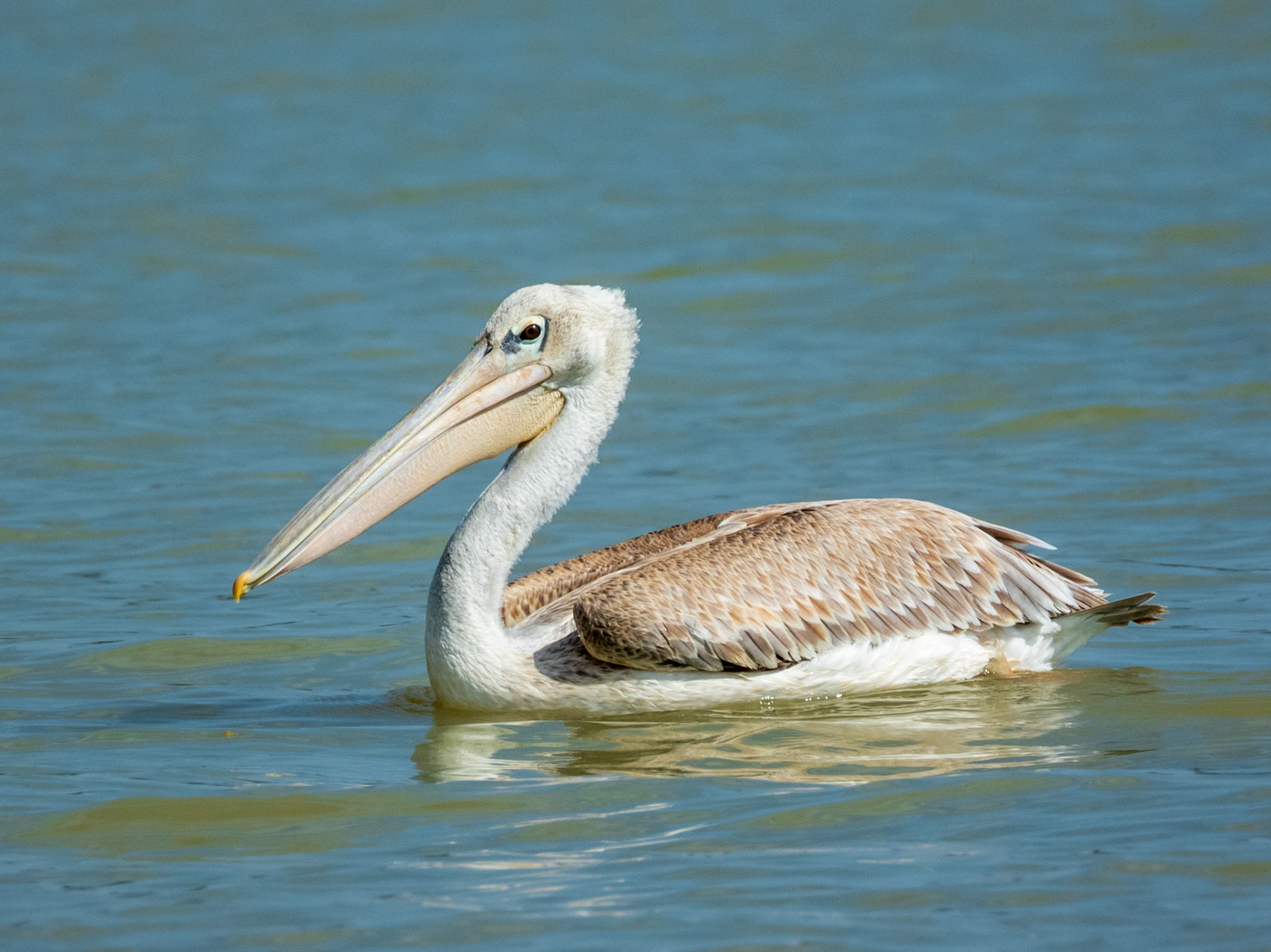 Pink-backed Pelican, Tumbili Cliff Lodge