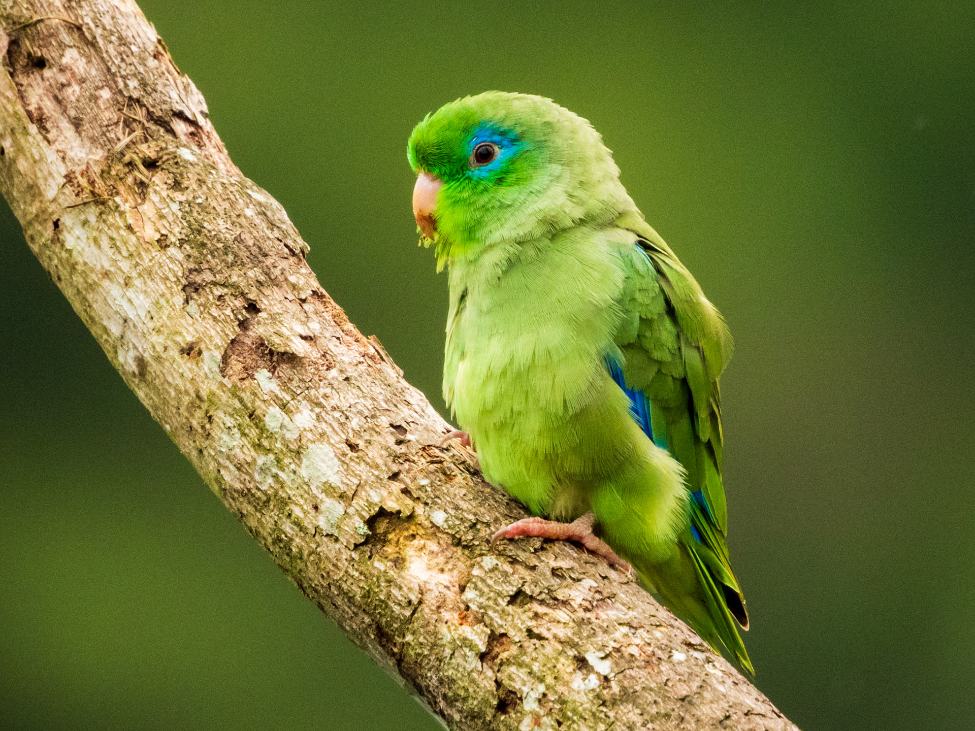 Spectacled Parrotlet, El Encanto Nature Reserve