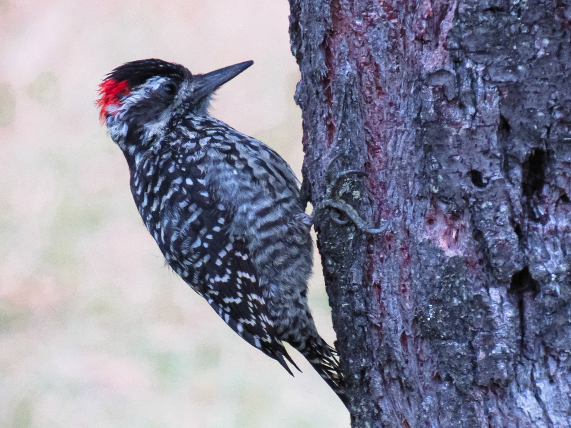 Striped Woodpecker, Valle Chacabuco