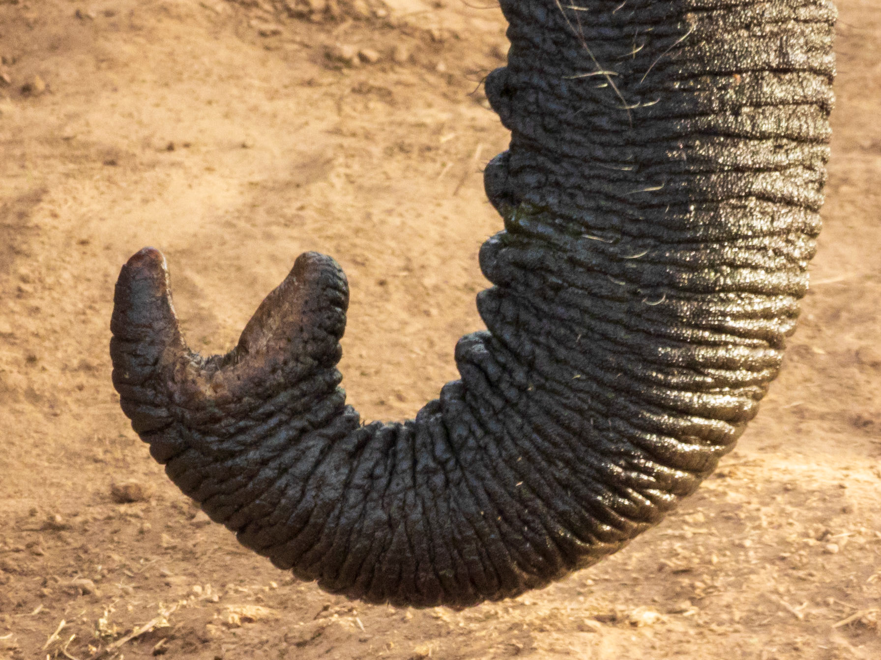 Savanna Elephant, Melting Bush Camp