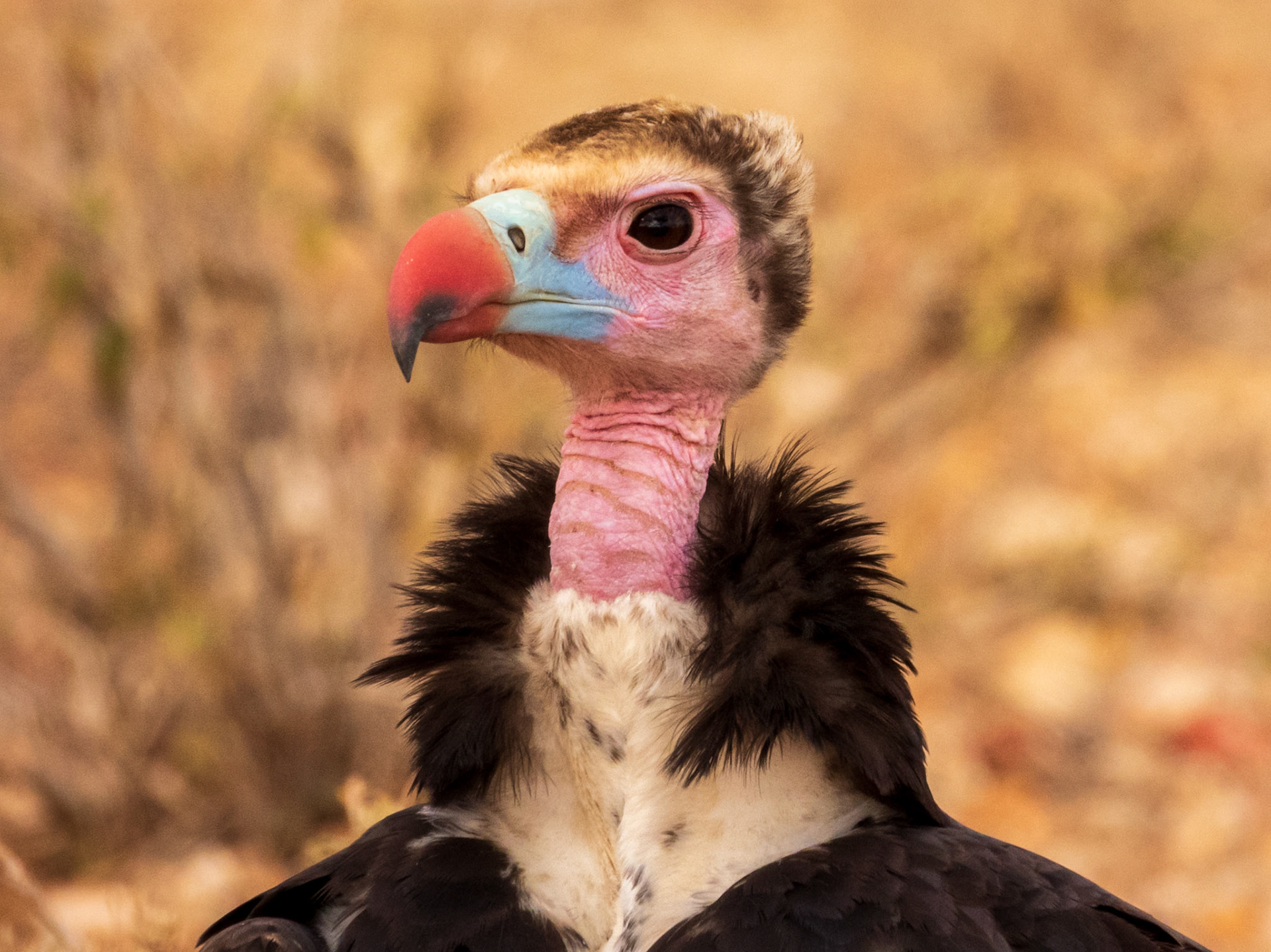 White-headed Vulture, Samburu Simba Lodge