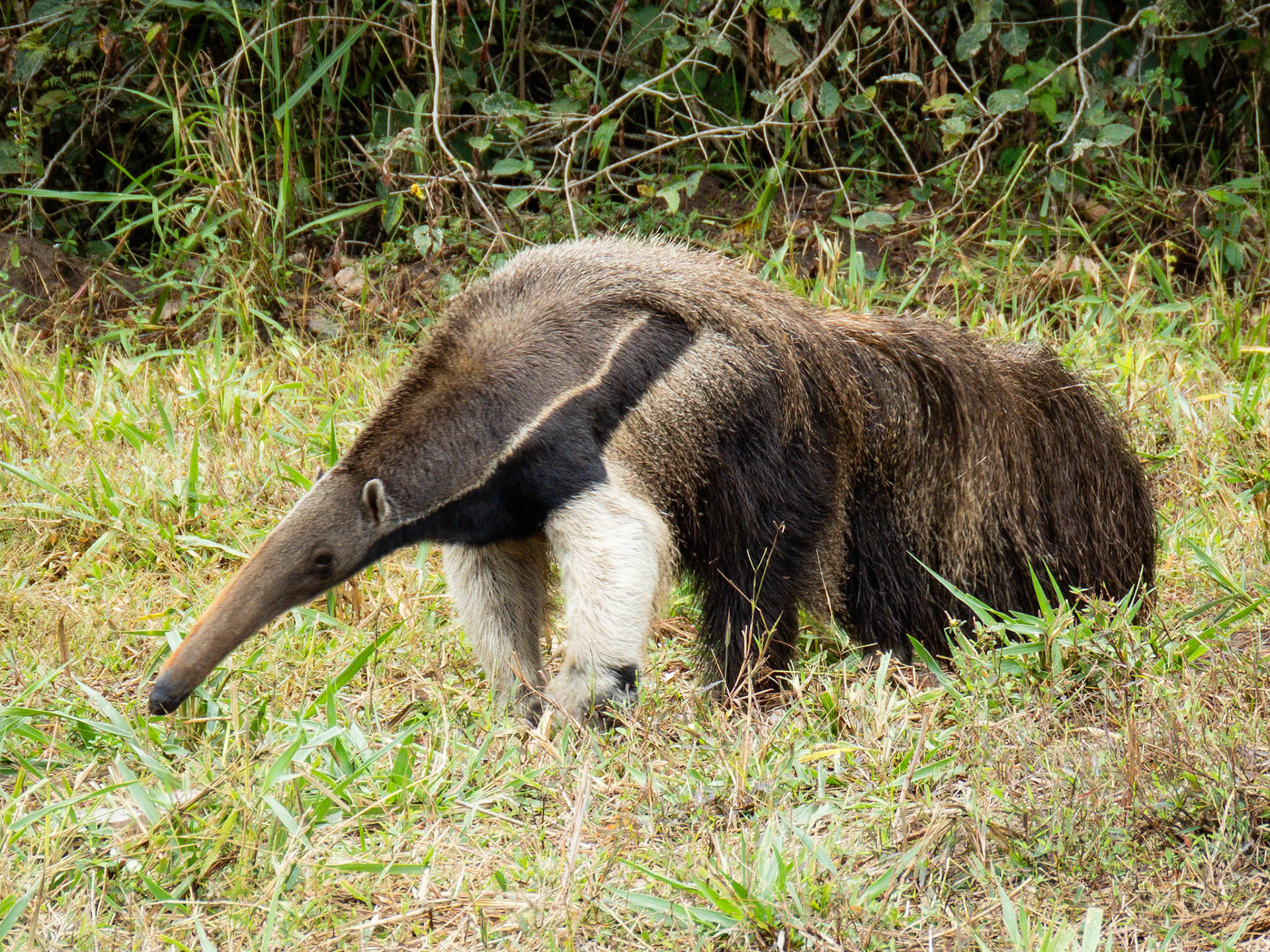 Giant Anteater, Pousada Aguape
