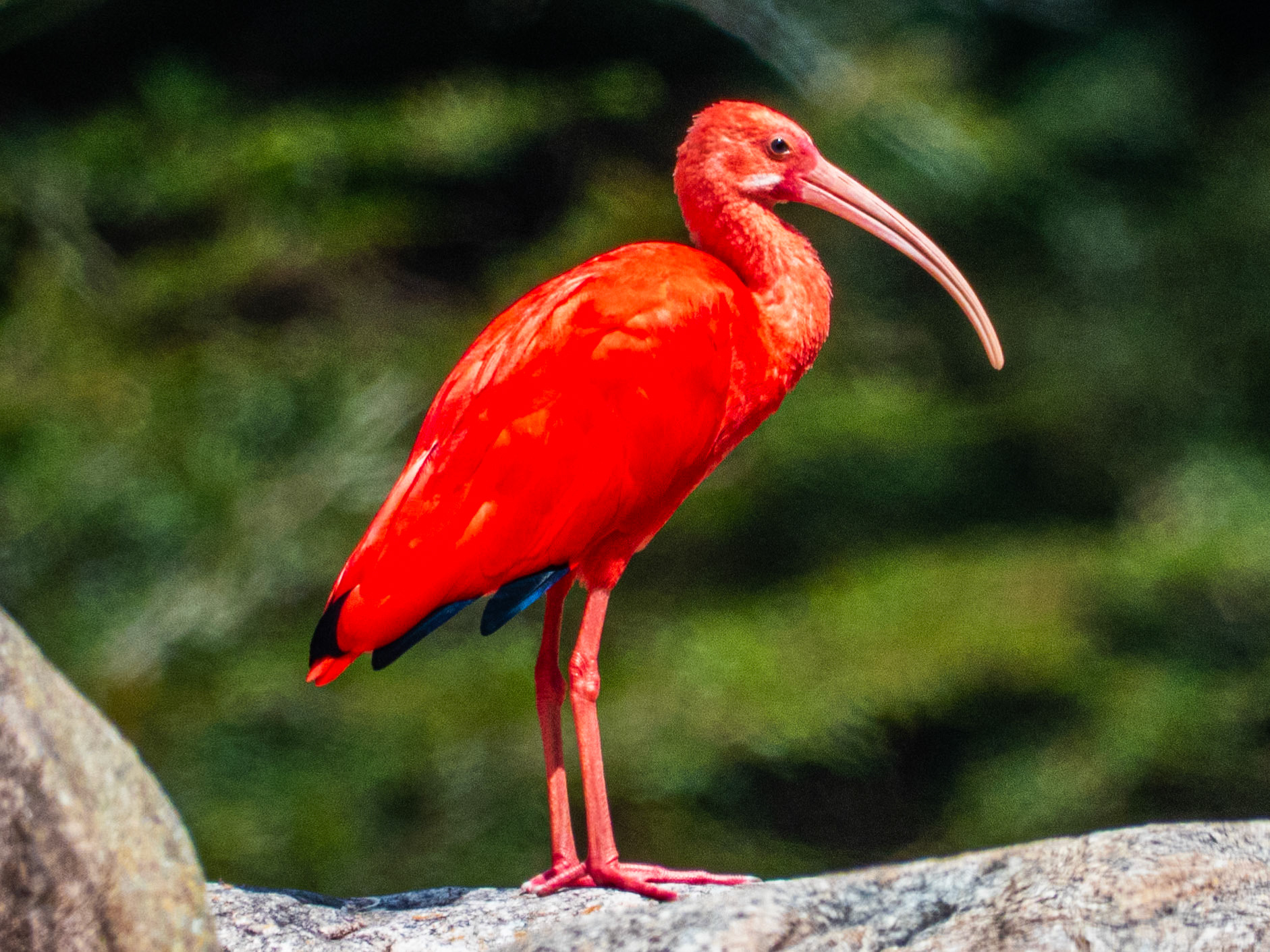 Scarlet Ibis, Harpy Eagle Reserve