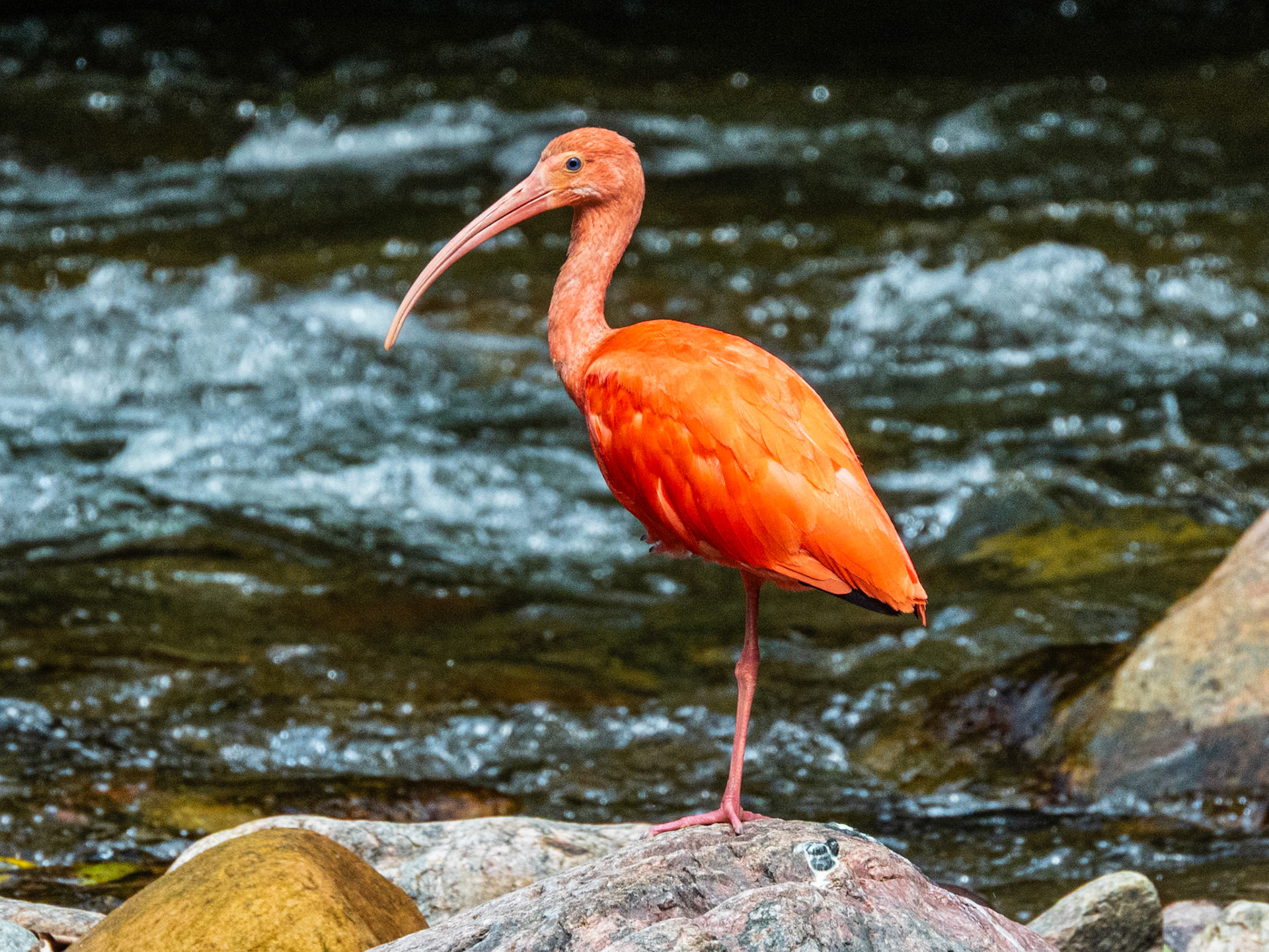Scarlet Ibis, Harpy Eagle Reserve