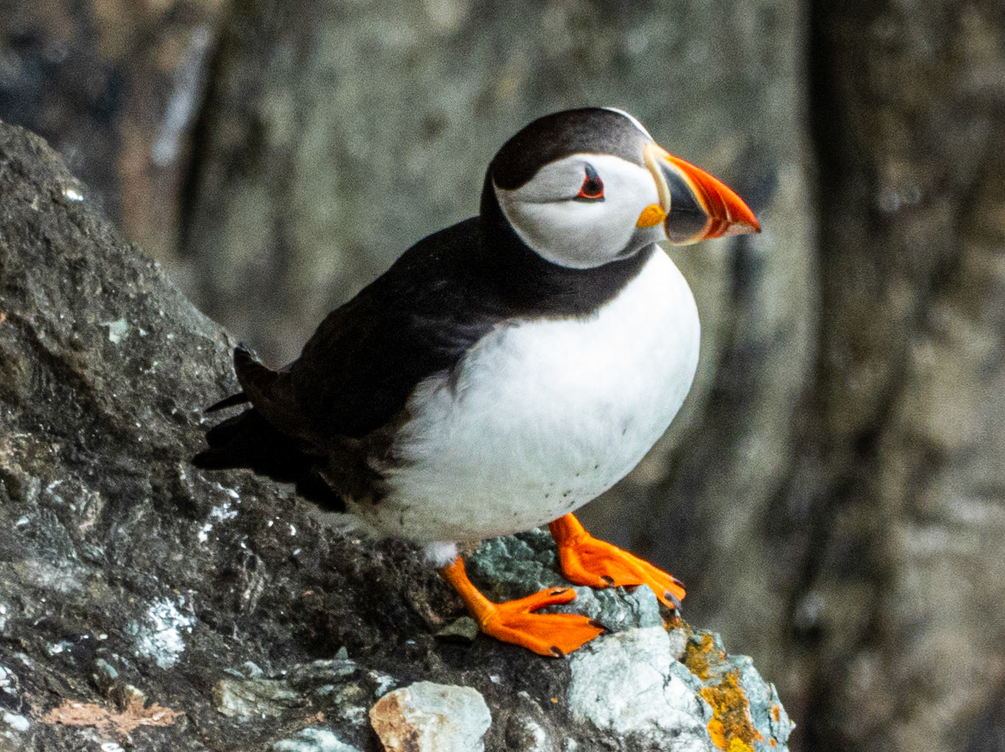 Atlantic Puffin, South Stack RSPB Reserve