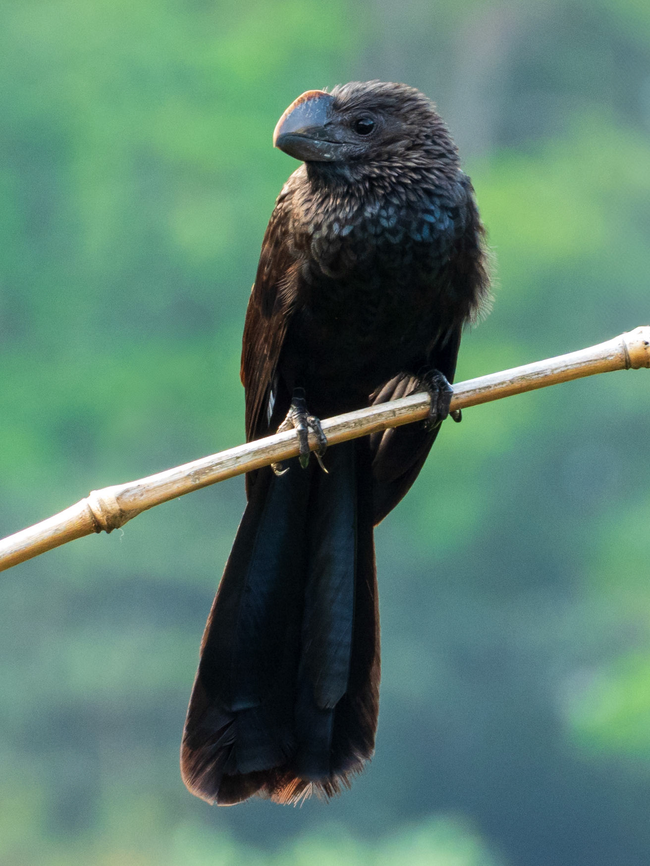 Smooth-billed Ani, Harpy Eagle Reserve