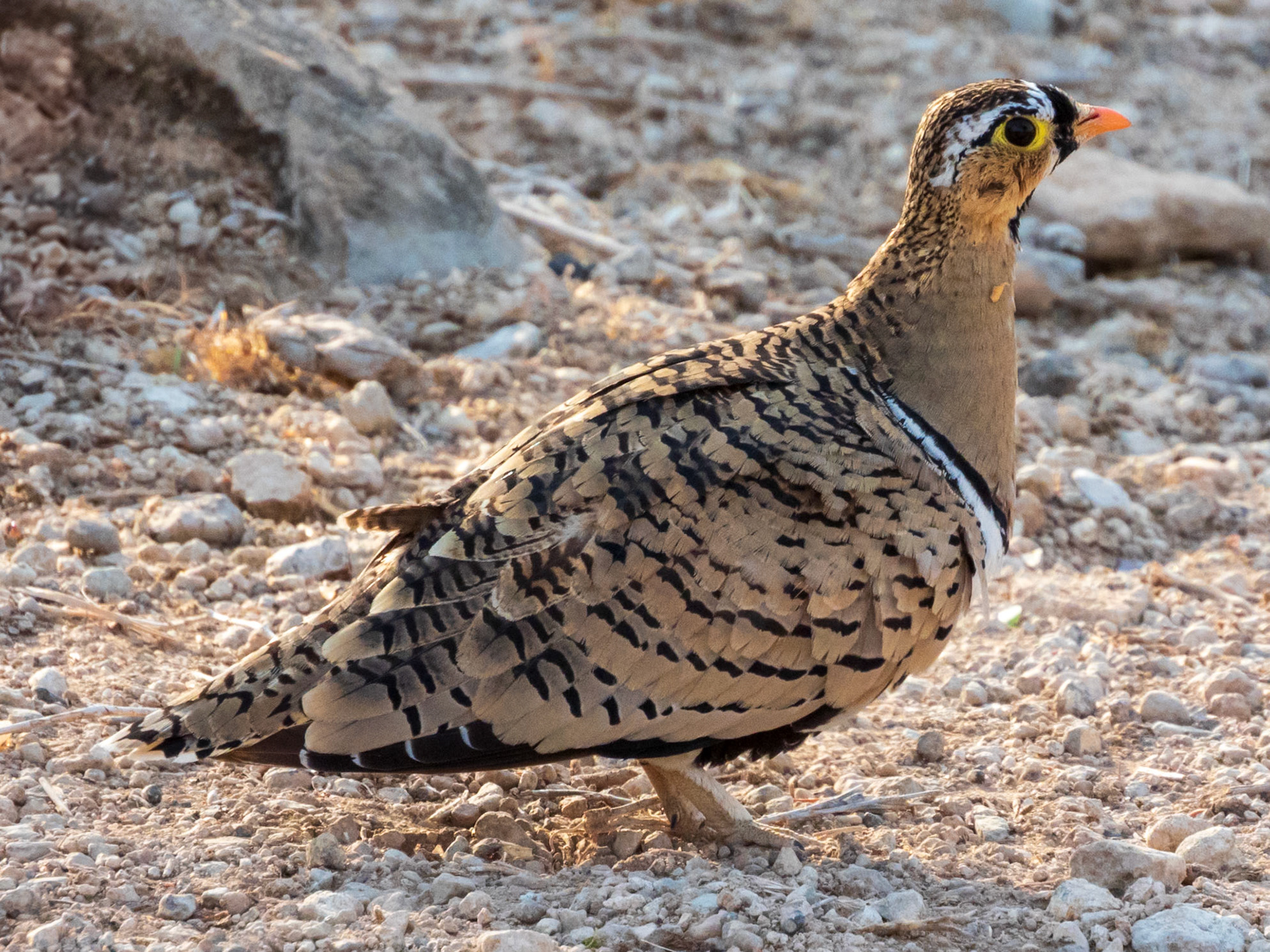 Black-faced Sandgrouse, Samburu Simba Lodge