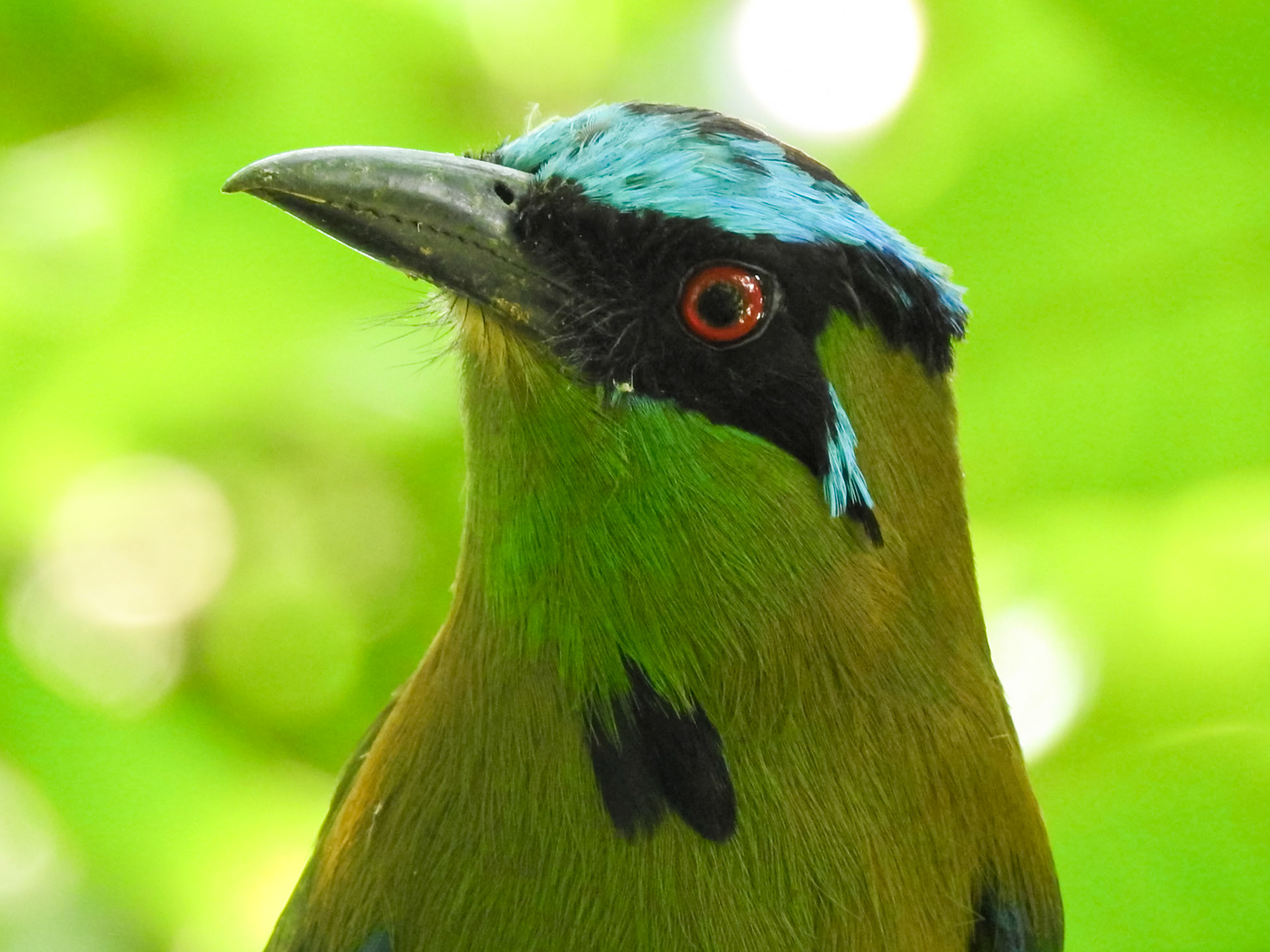 Andean Motmot, Hotel Tinamú Birding Nature Reserve