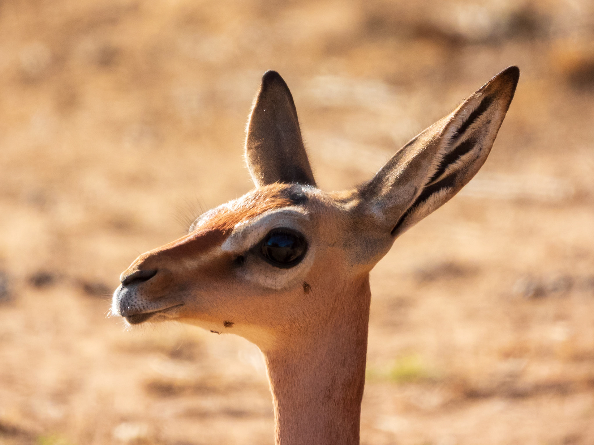 Gerenuk, Samburu Simba Lodge
