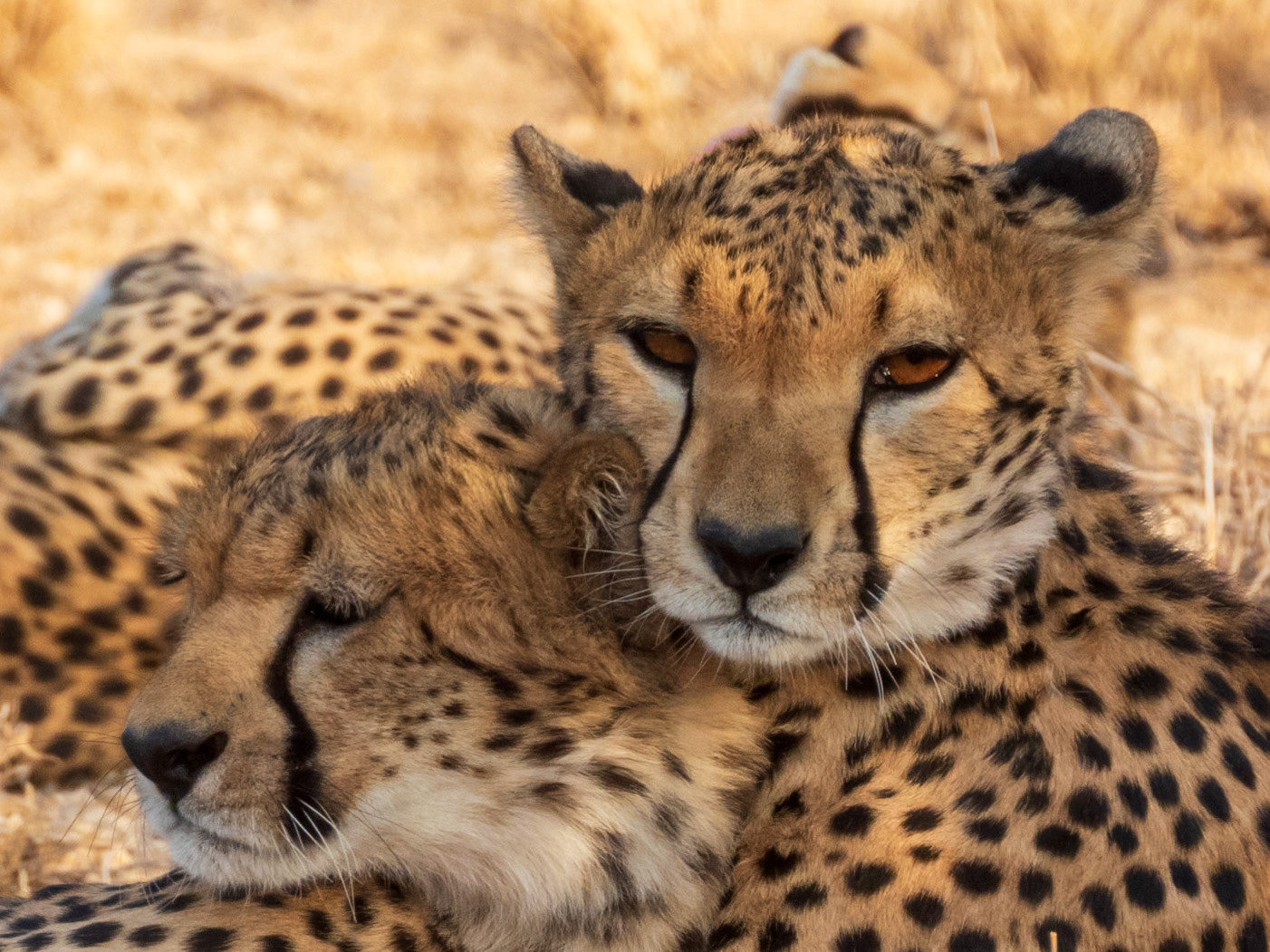 Cheetah, Samburu Simba Lodge