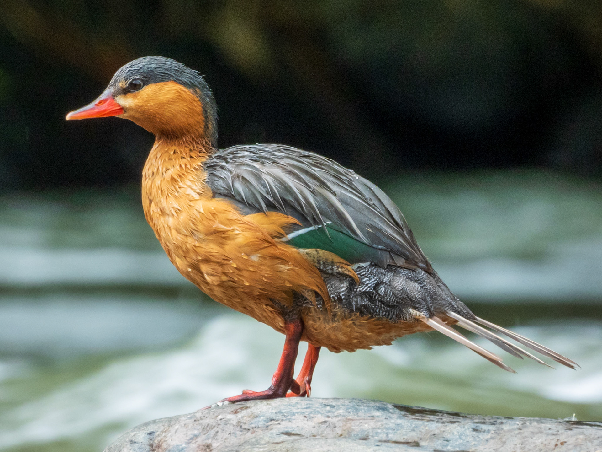 Torrent Duck, Demostrativa Don Miguel Reserva Natural