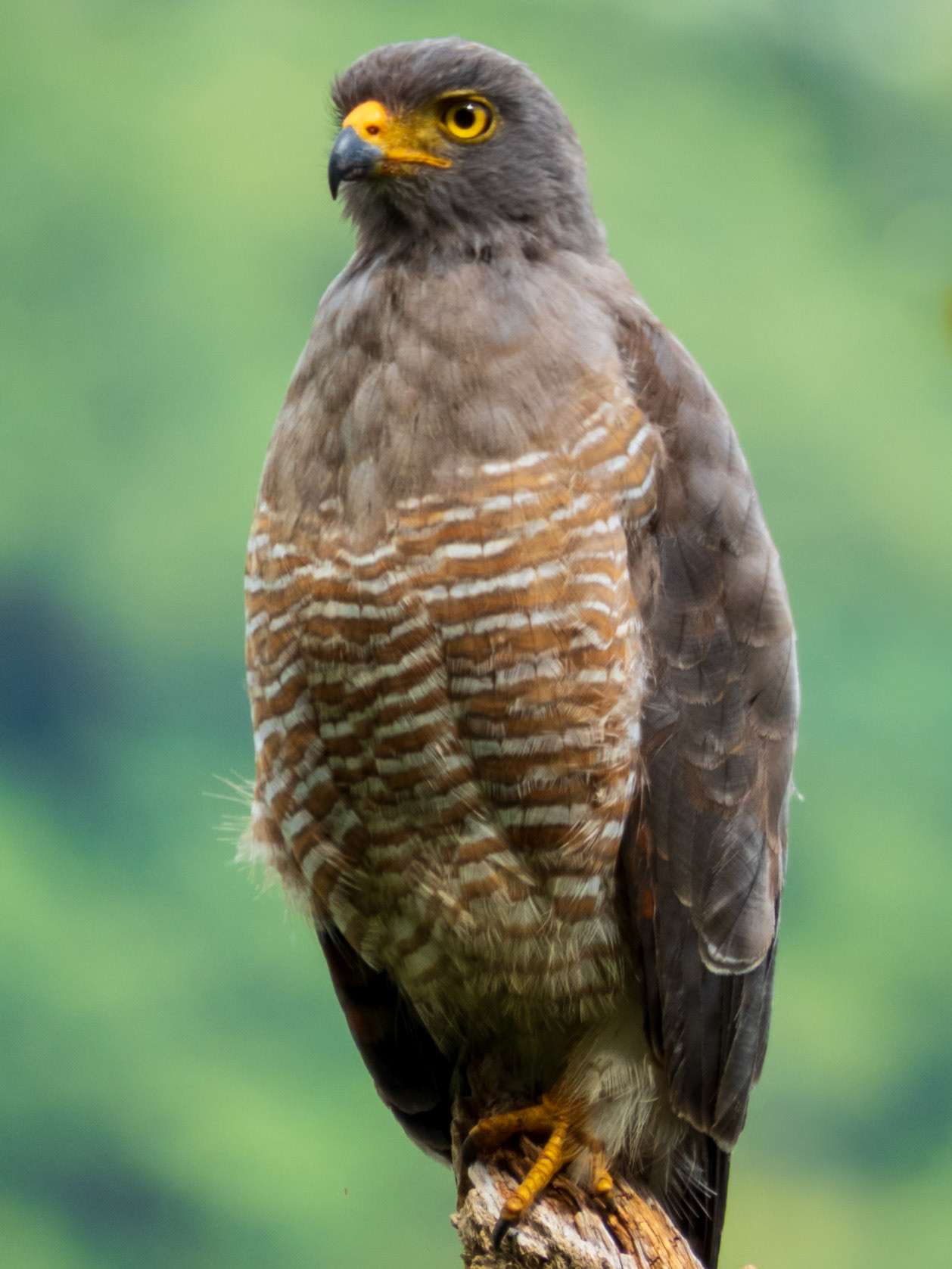 Roadside Hawk, Mocoa
