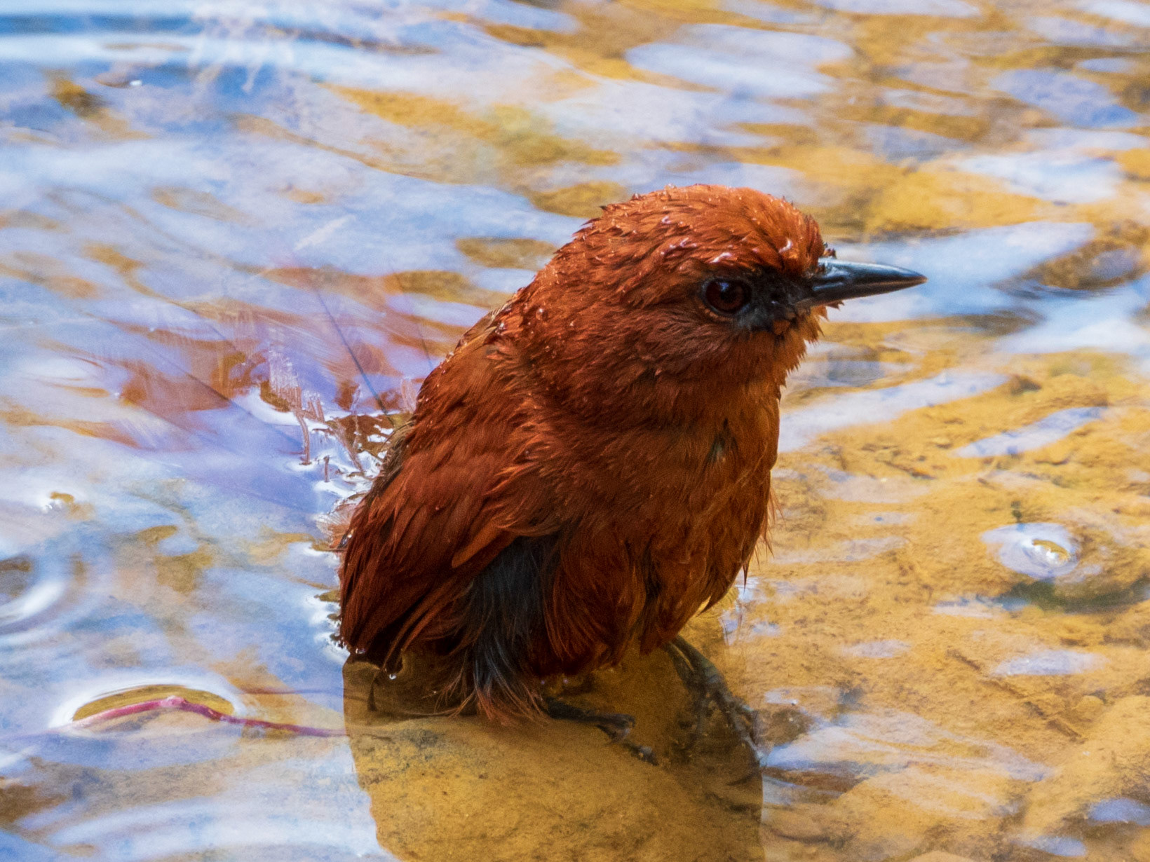 Rufous Spinetail, Parque Nacional Natural Tatamá