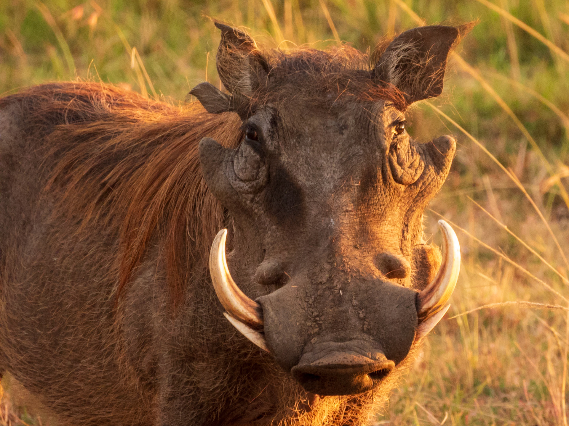Common Warthog, Melting Bush Camp