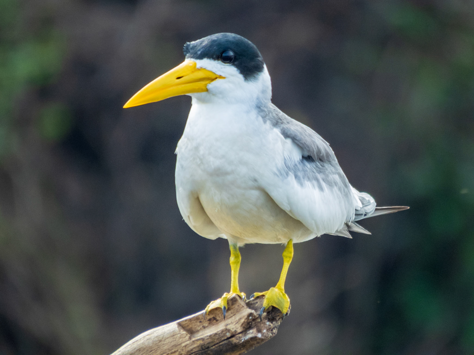 Large-billed Tern, Hotel Recanto Barra Mansa
