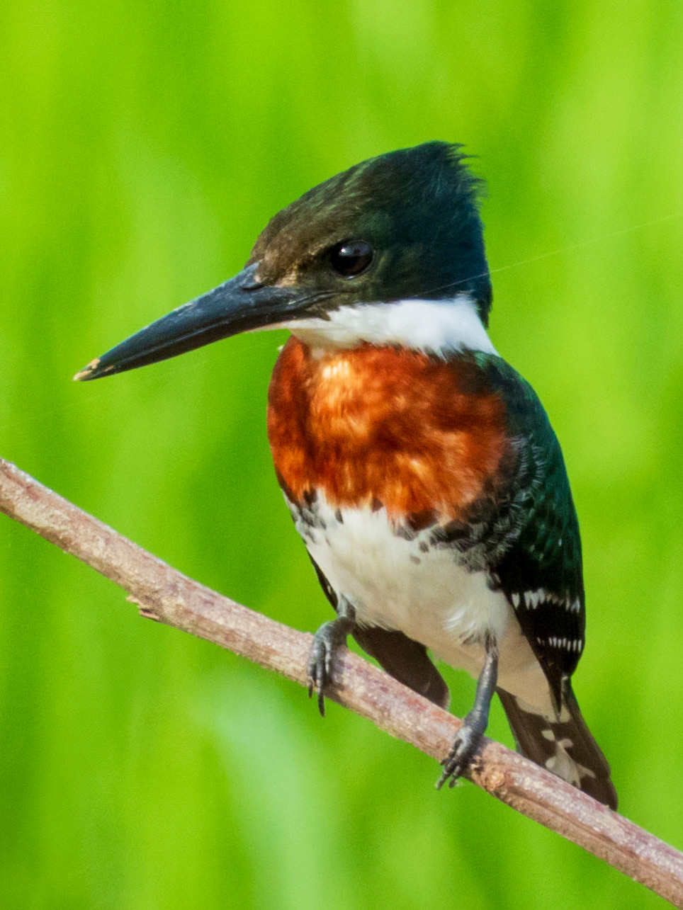 Green Kingfisher, Laguna El Juncal