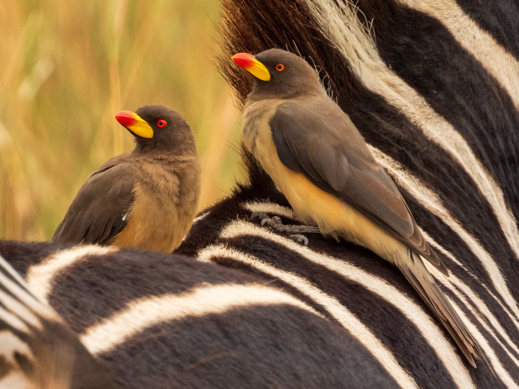Yellow-billed Oxpecker, Melting Bush Camp