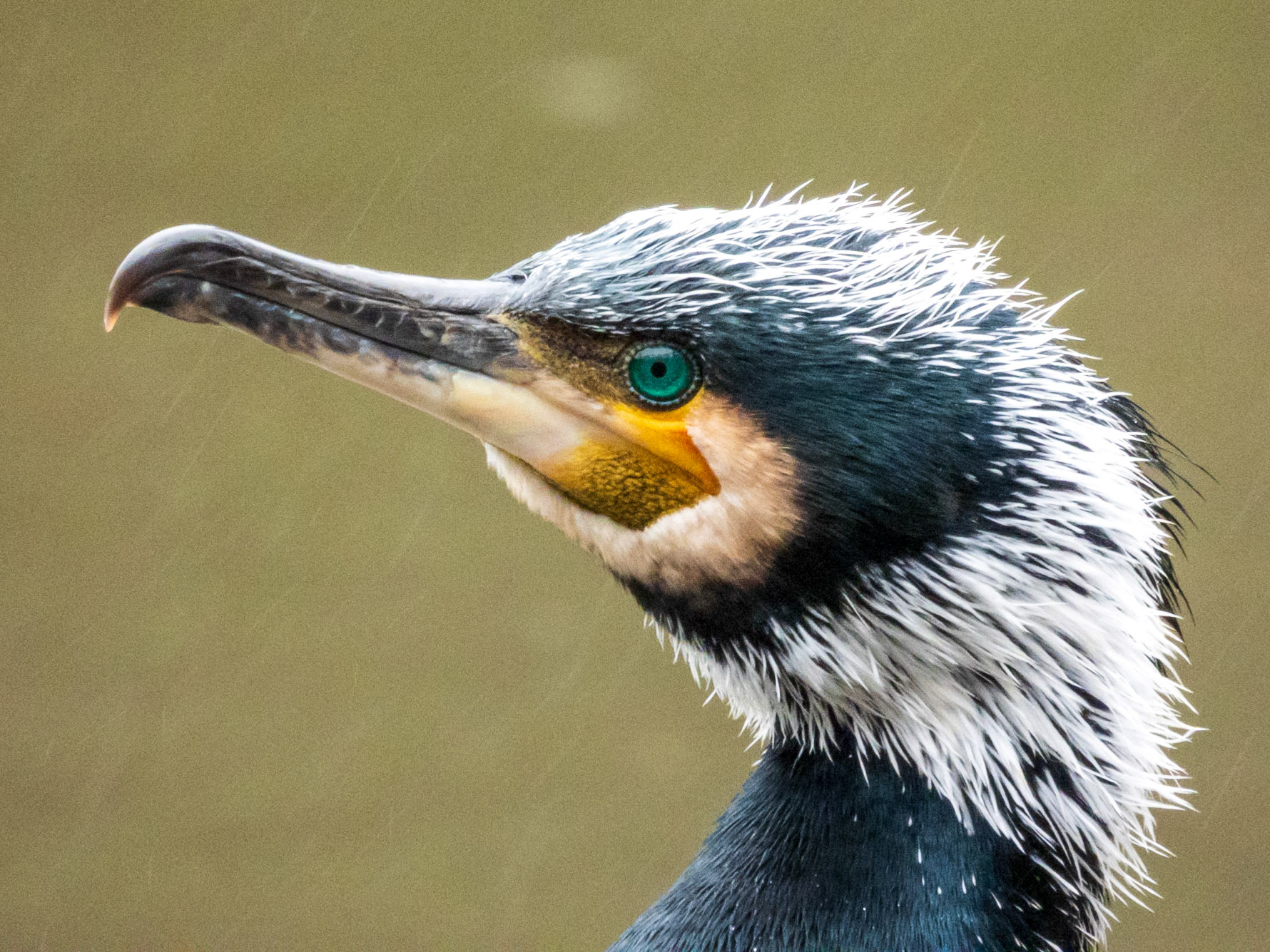 Great Cormorant, Forêt Domaniale de Meudon