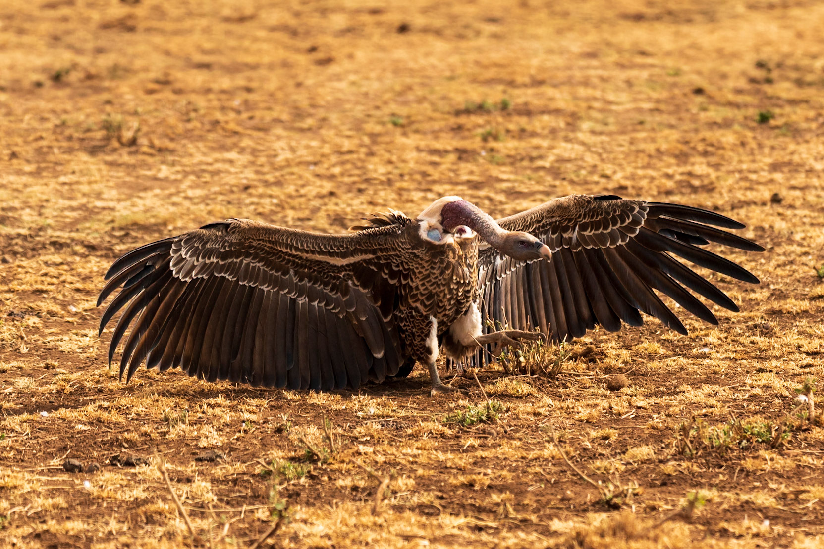 Rüppell's Griffon, Samburu Simba Lodge