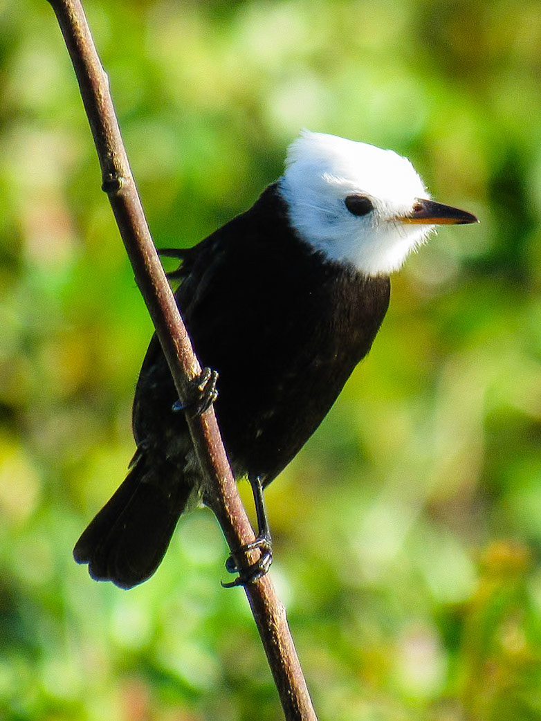 White-headed Marsh Tyrant, Colonia Carlos Pellegrini