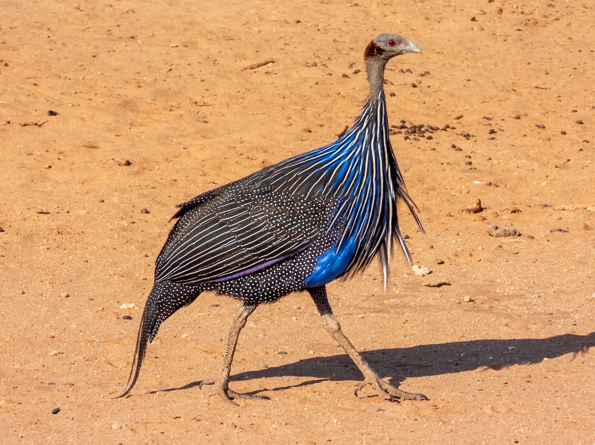 Vulturine Guineafowl, Samburu Simba Lodge