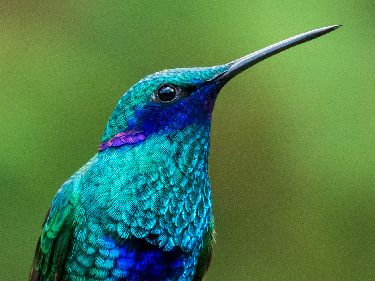 Sparkling Violetear, El Retorno de los Colibríes