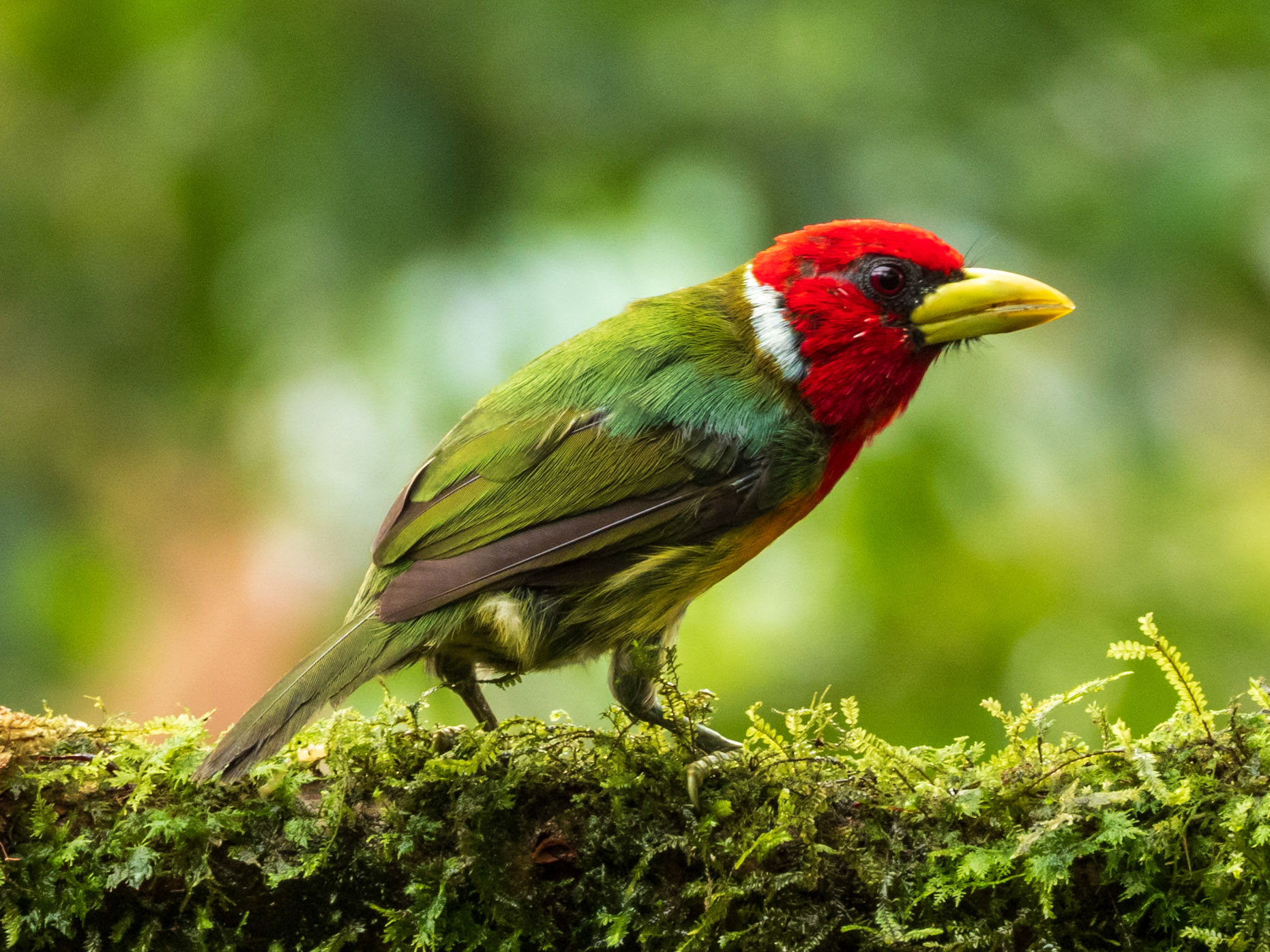 Red-headed Barbet, Finca Bosque de Niebla