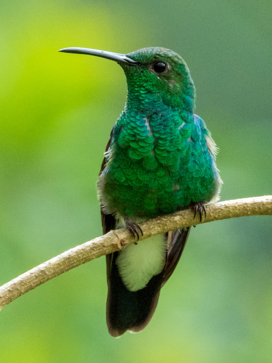 White-vented Plumeleteer, El Encanto Nature Reserve