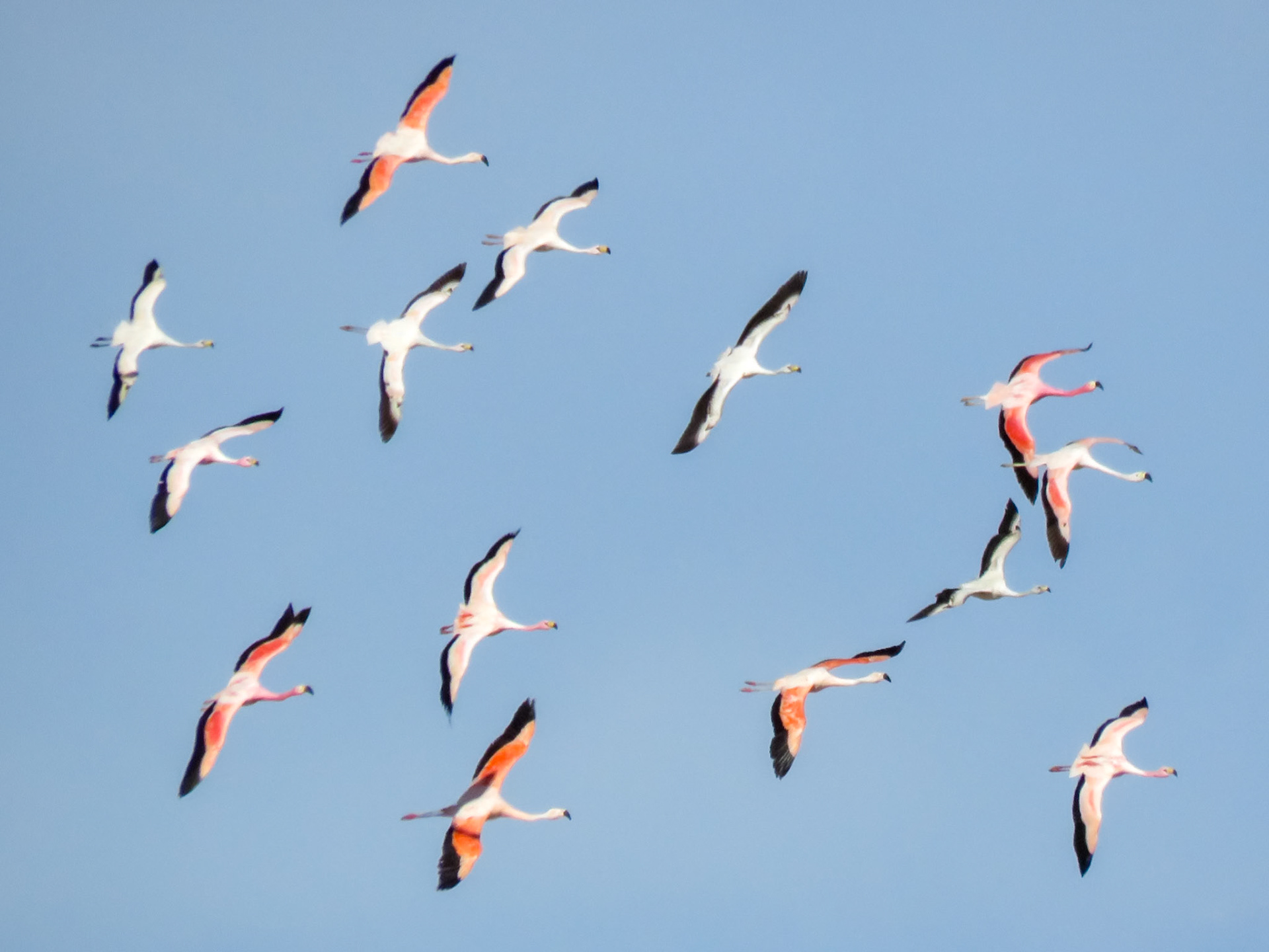Andean Flamingo, Chilean Flamingo, James's Flamingo, El Peñón