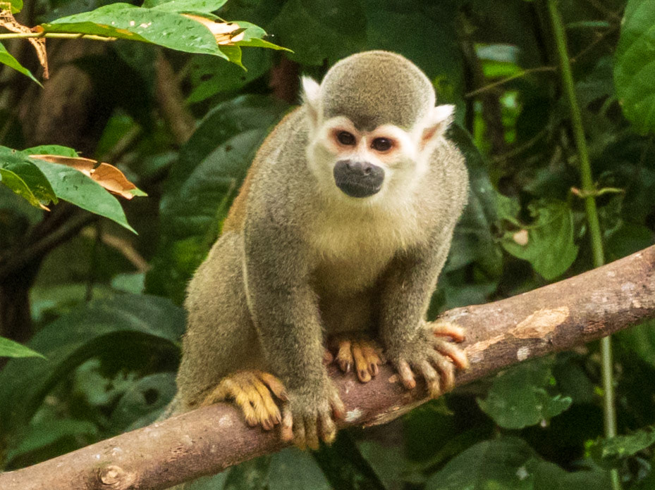 Humboldt's Squirrel Monkey, Harpy Eagle Reserve