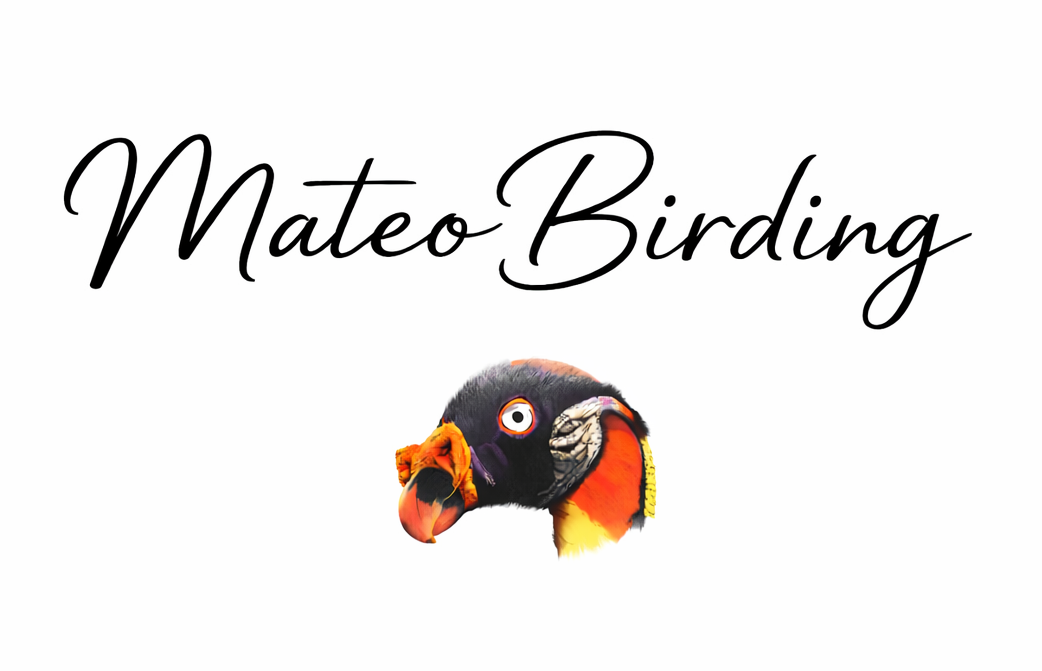 Mateo Bohringer