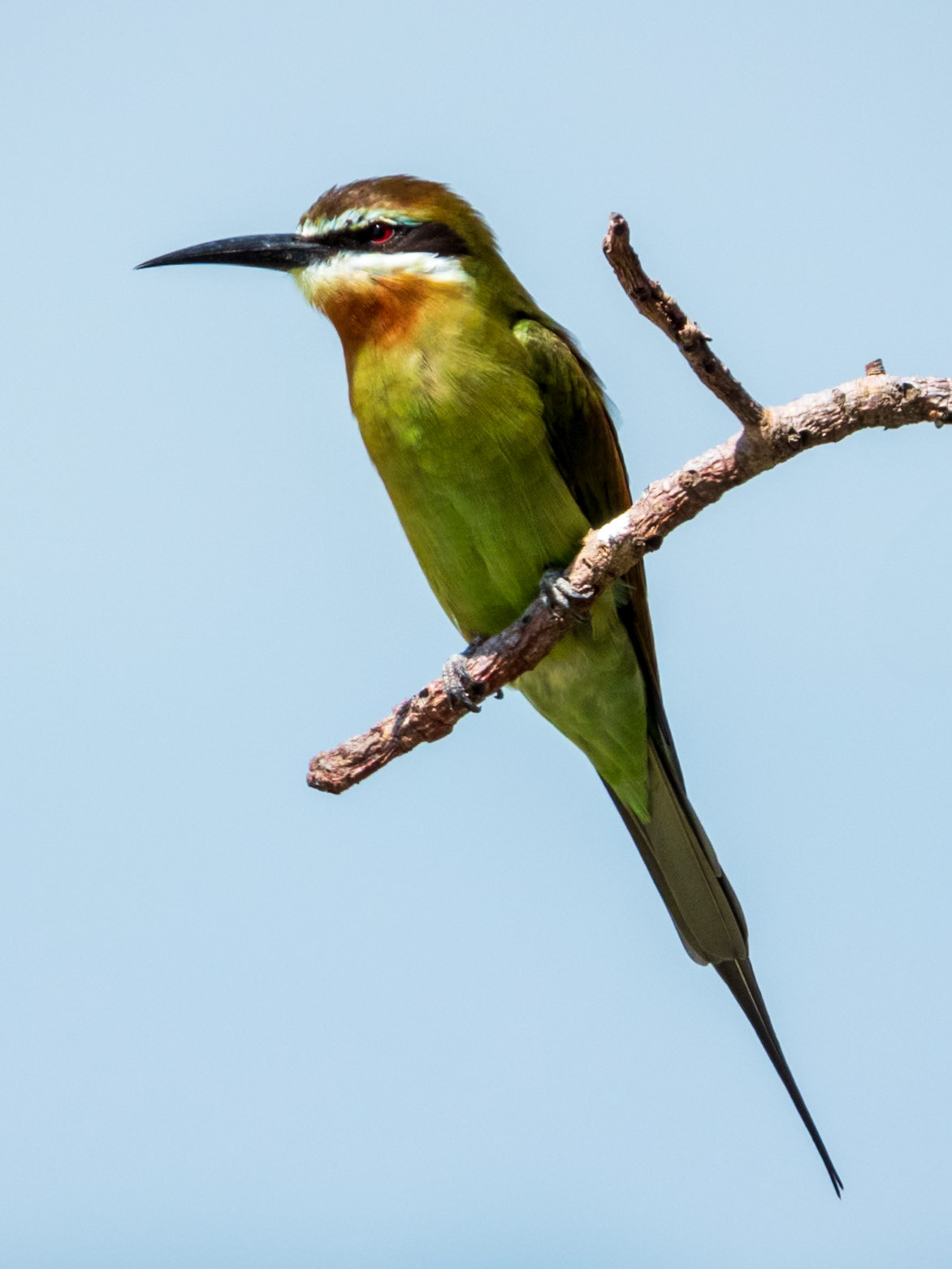 Olive Bee-eater, Tumbili Cliff Lodge