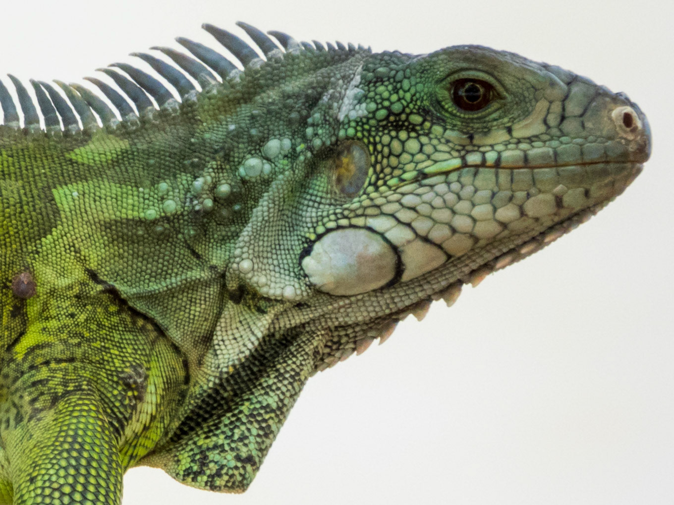 Green Iguana, Hato la Aurora