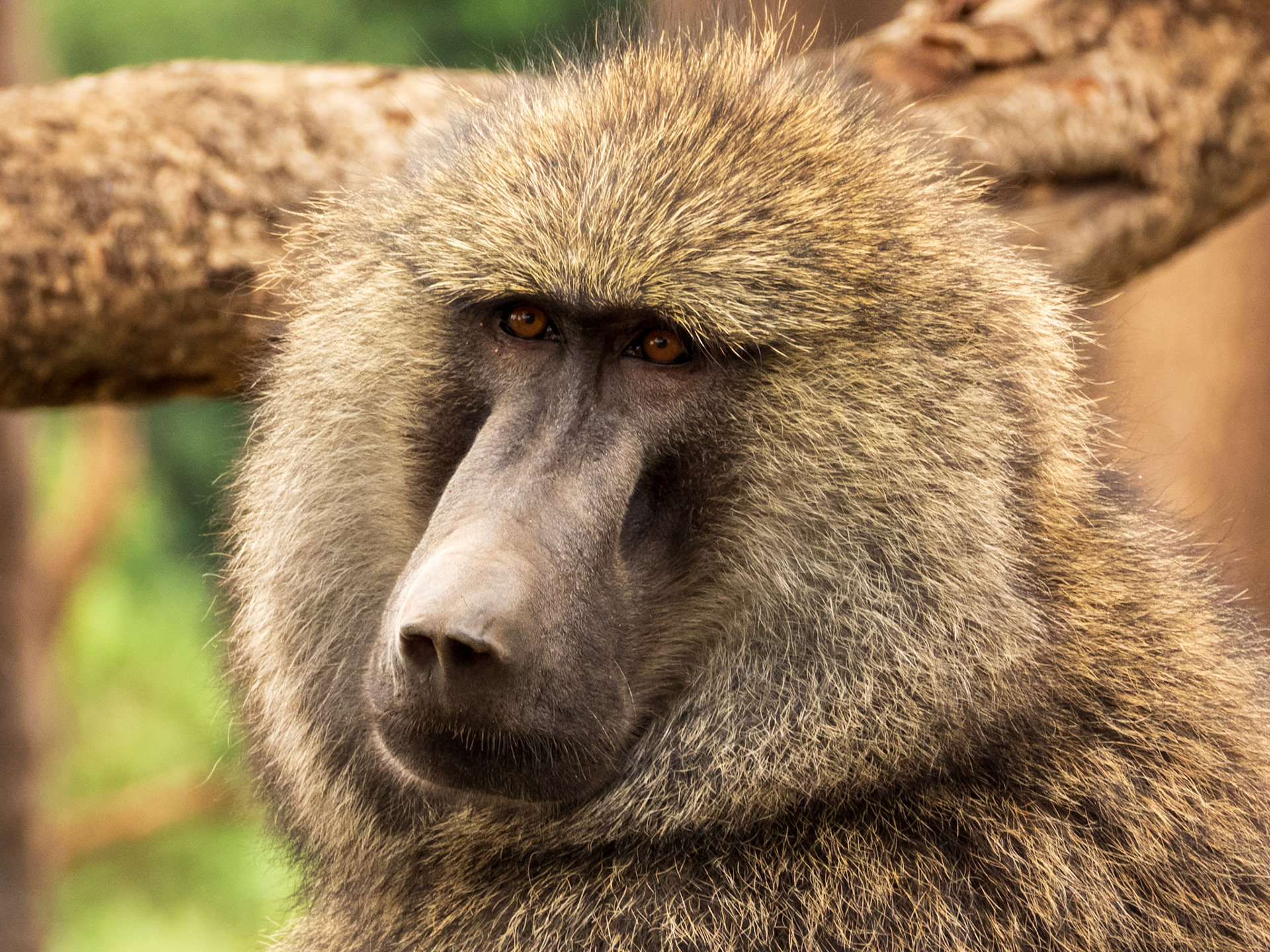 Olive Baboon, Melting Bush Camp