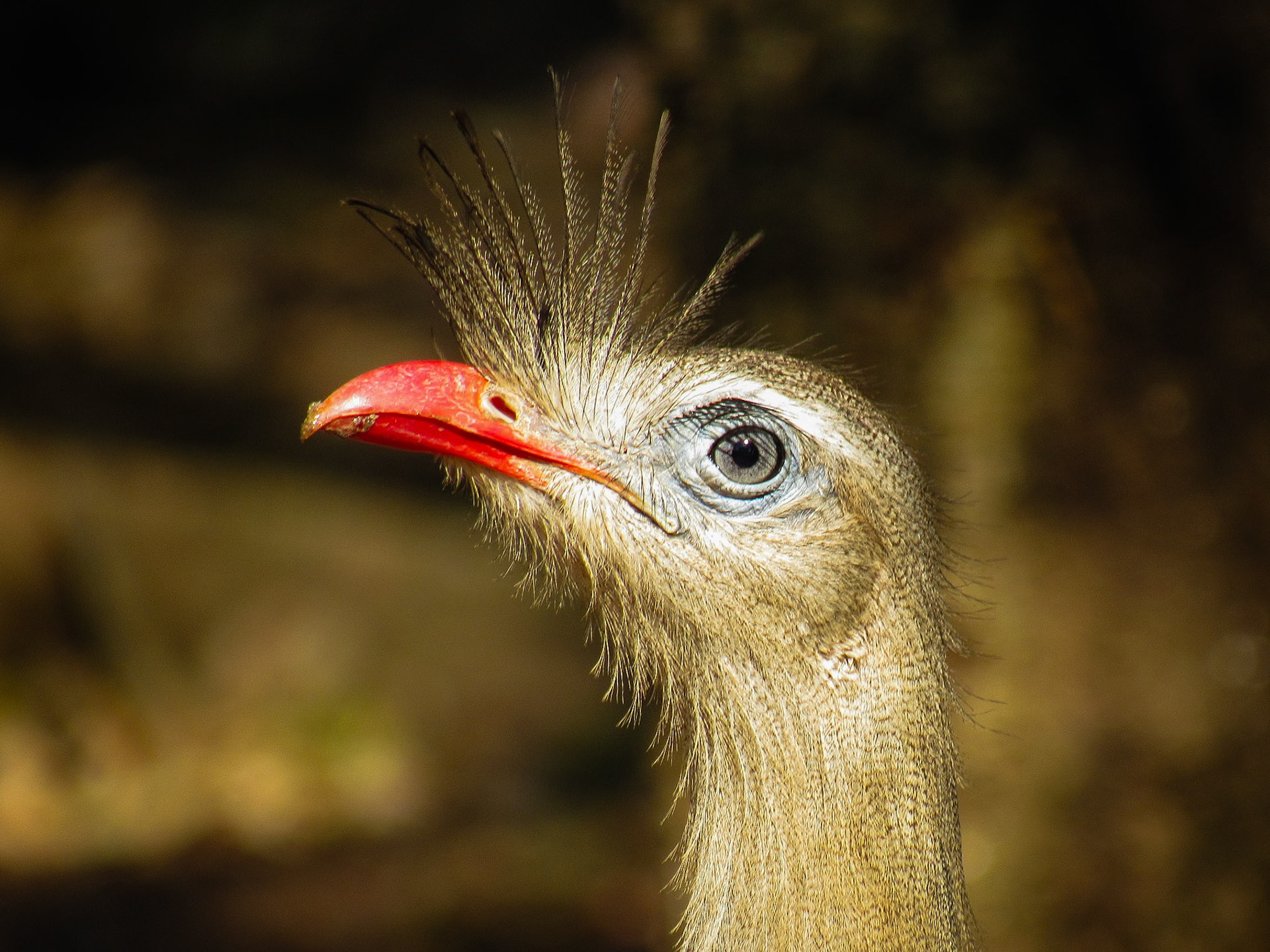 Red-legged Seriema, Bonito