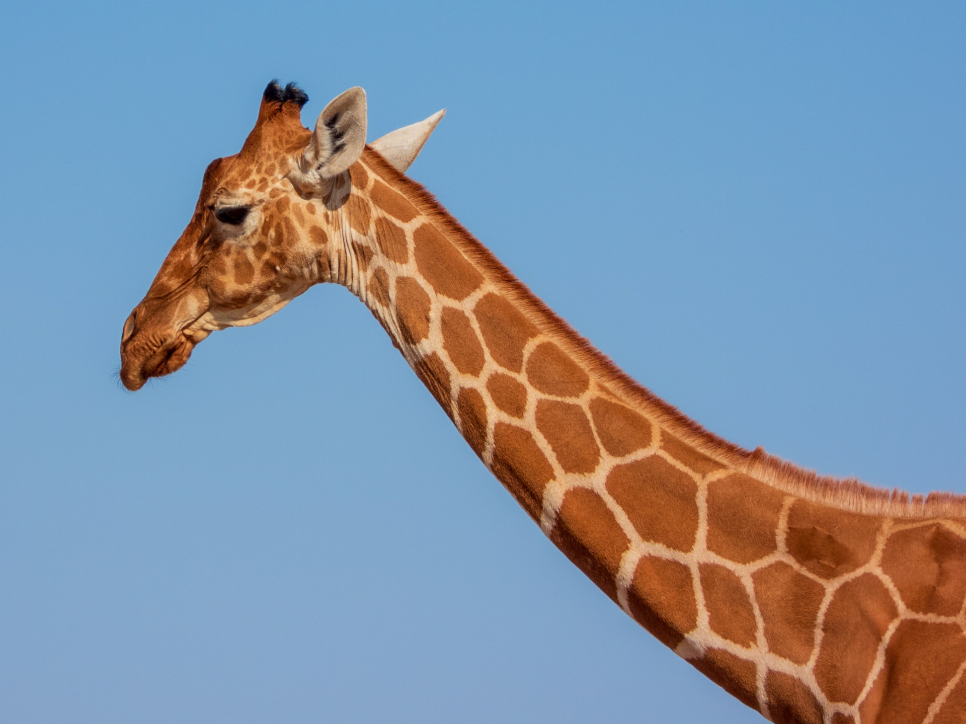 Reticulated Giraffe, Samburu Simba Lodge