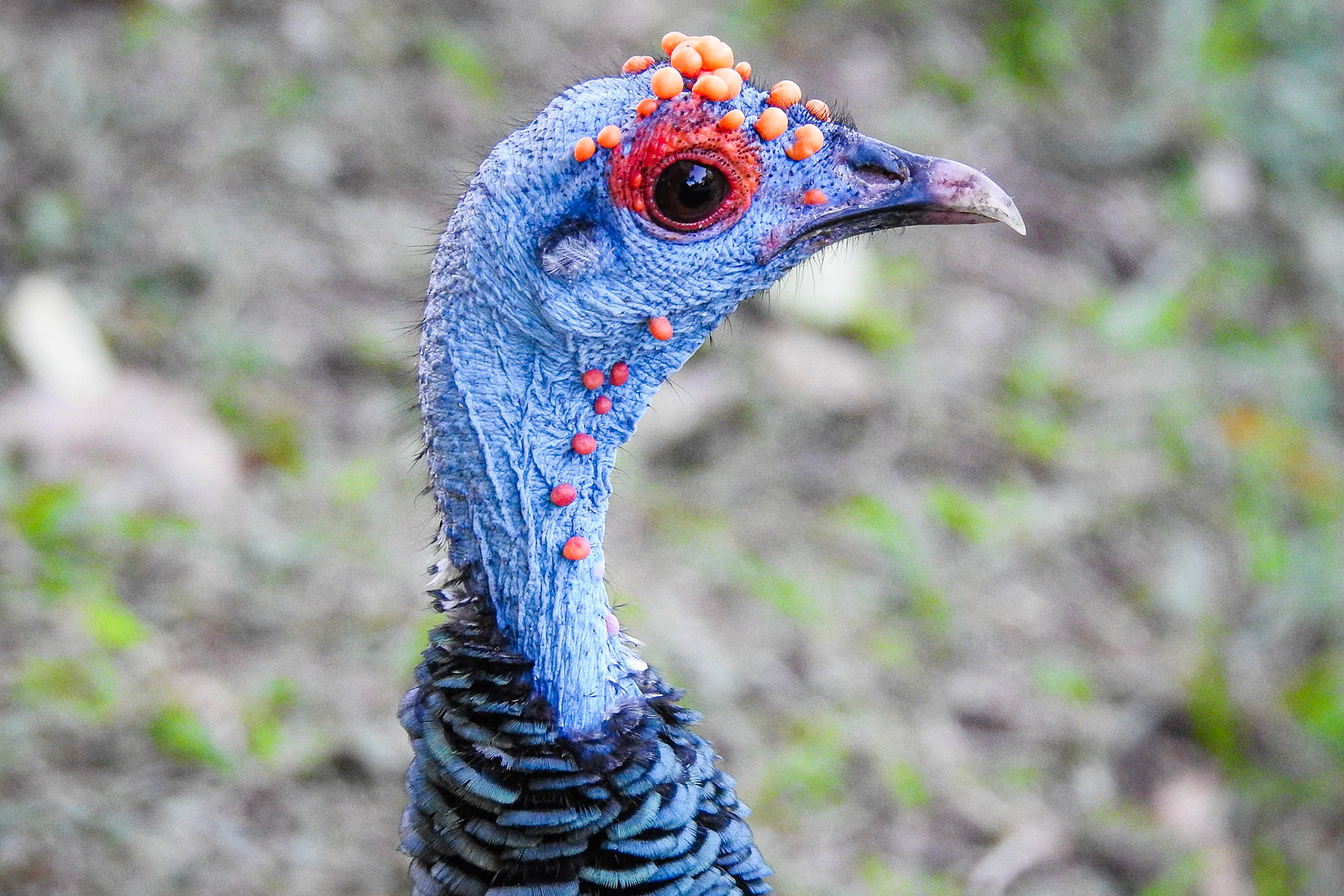 Ocellated Turkey, Parque Nacional Tikal