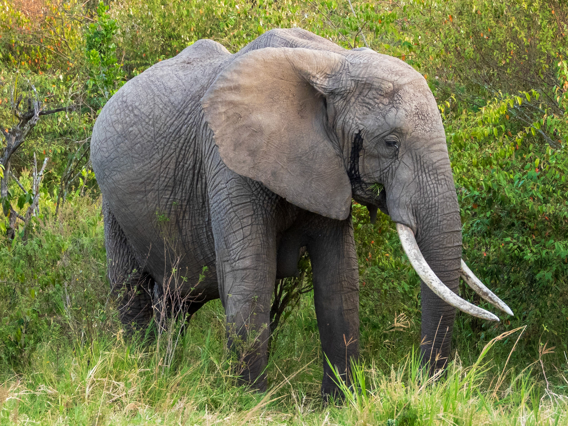 Savanna Elephant, Melting Bush Camp