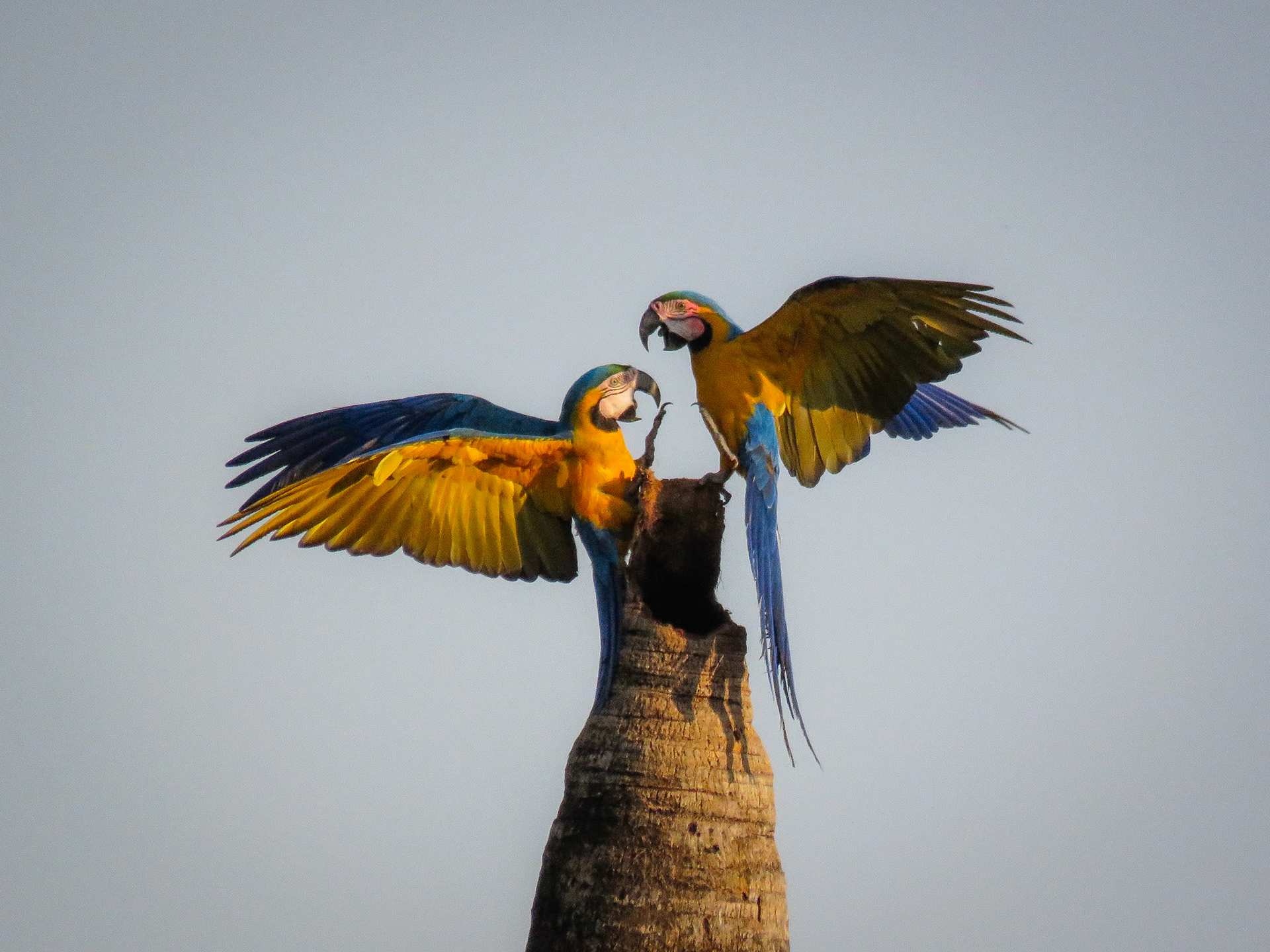 Blue-and-yellow Macaw, Parque Nacional Chapada dos Guimarães