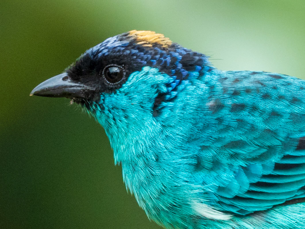 Golden-naped Tanager, San Felipe