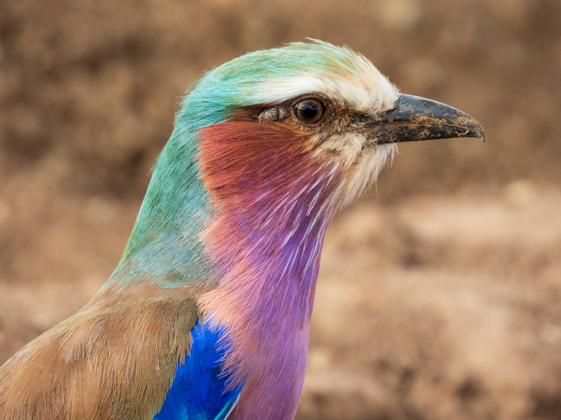 Lilac-breasted Roller, Melting Bush Camp